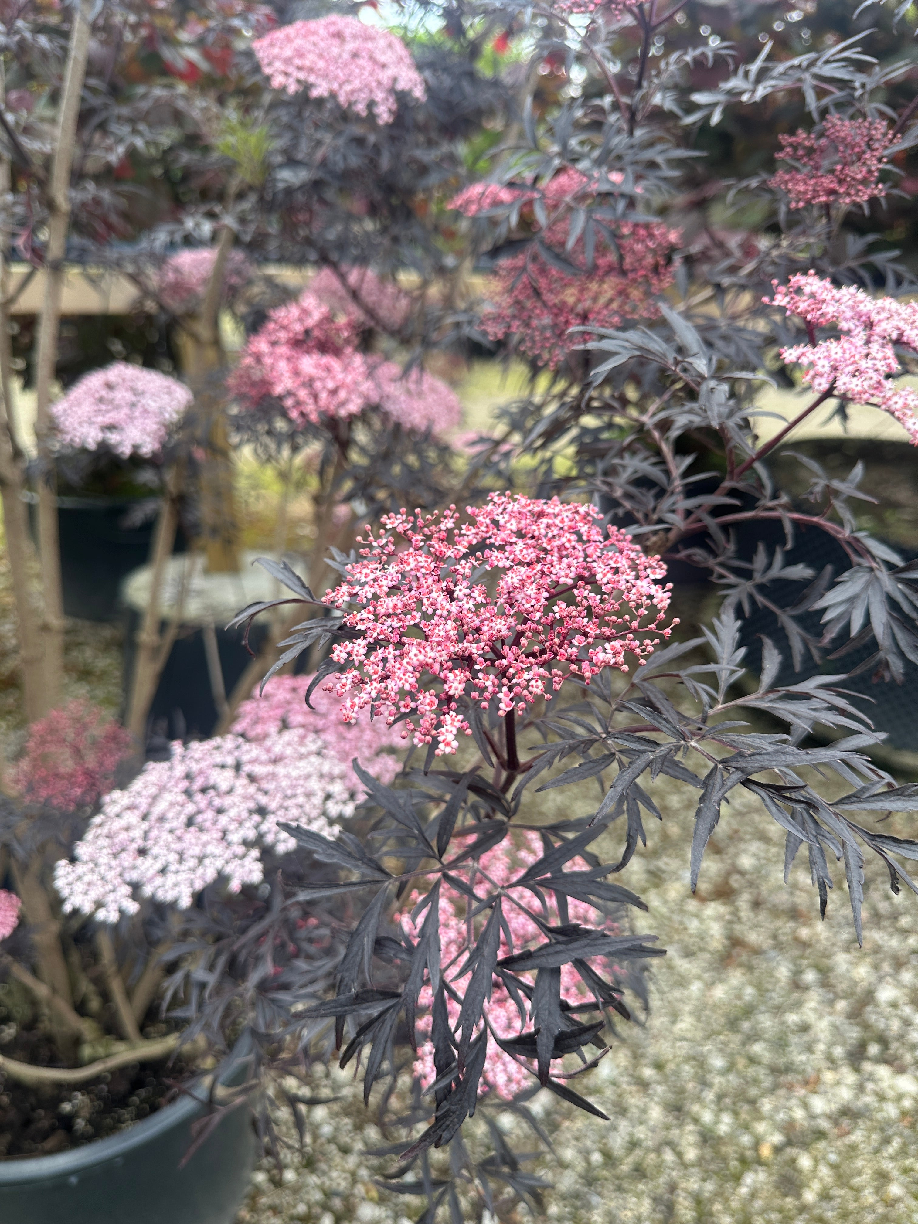 Multistammet fligetbladet hyld 'Black Lace' i fuld blomst med flade, lyserøde skærmblomster mod et mørkt, næsten sort løv.