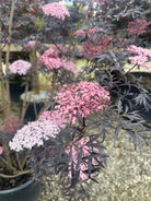 Multistammet fligetbladet hyld 'Black Lace' i fuld blomst med flade, lyserøde skærmblomster mod et mørkt, næsten sort løv.