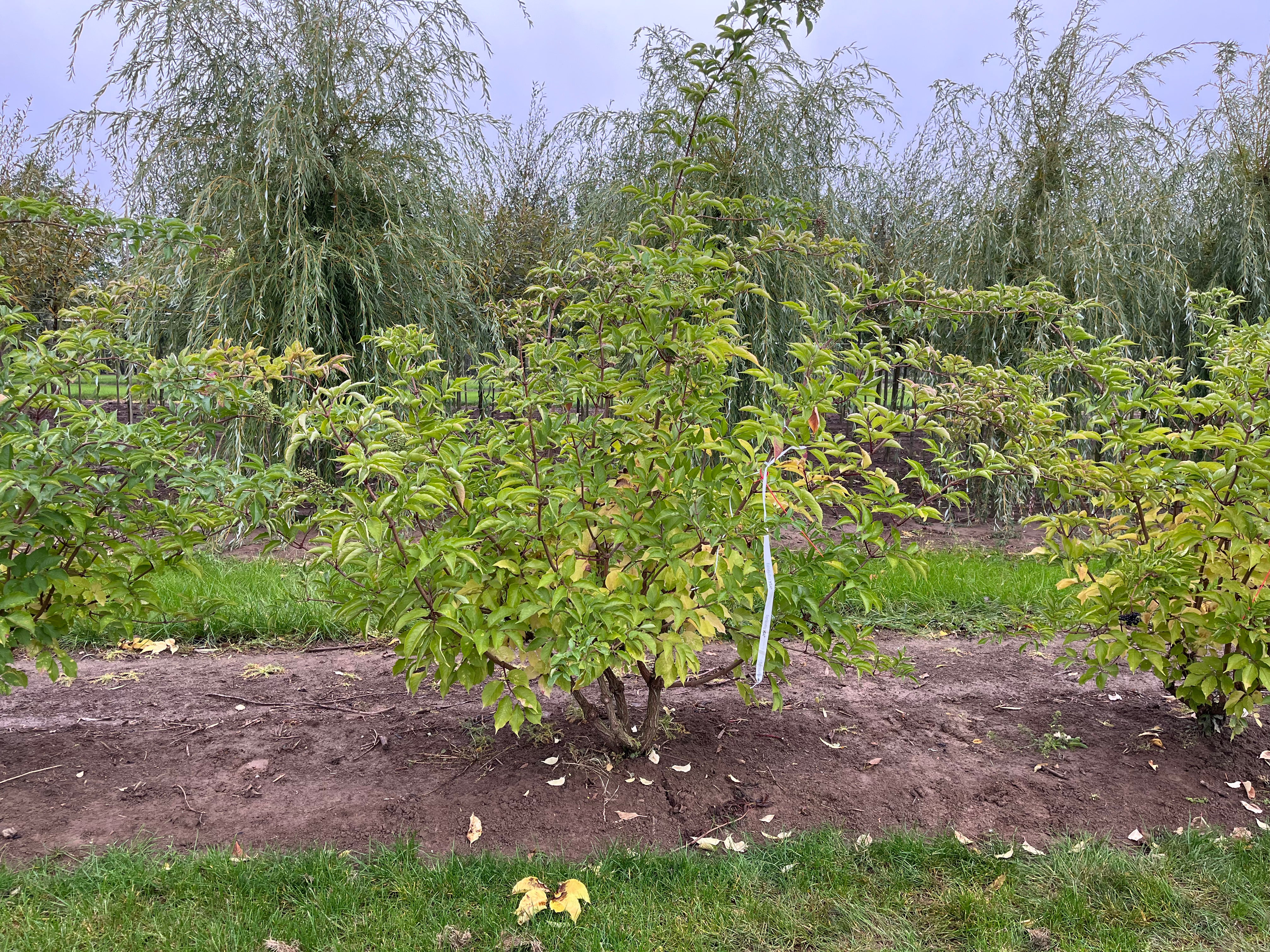 Multistammet hyld, der givet et skulpturelt udtryk.