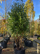 Stor og kraftig stedsegrøn multistammede kirsebærlaurbær ´Genolia´