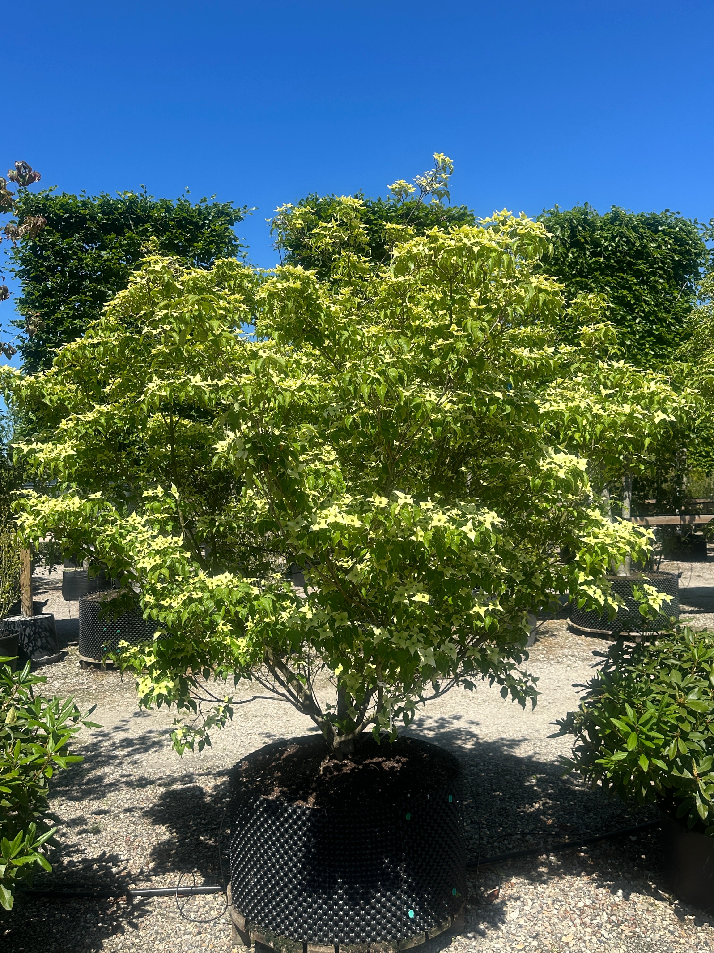 Multistammet koreakornel Milky Way med synlige stammer og en bred etageopbygget krone i hvid blomstring.
