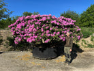 Multistammet rhododendron Roseum Elegans med flere rå og blottede stammer i bunden og en bred grøn krone i fuld lilla blomstring