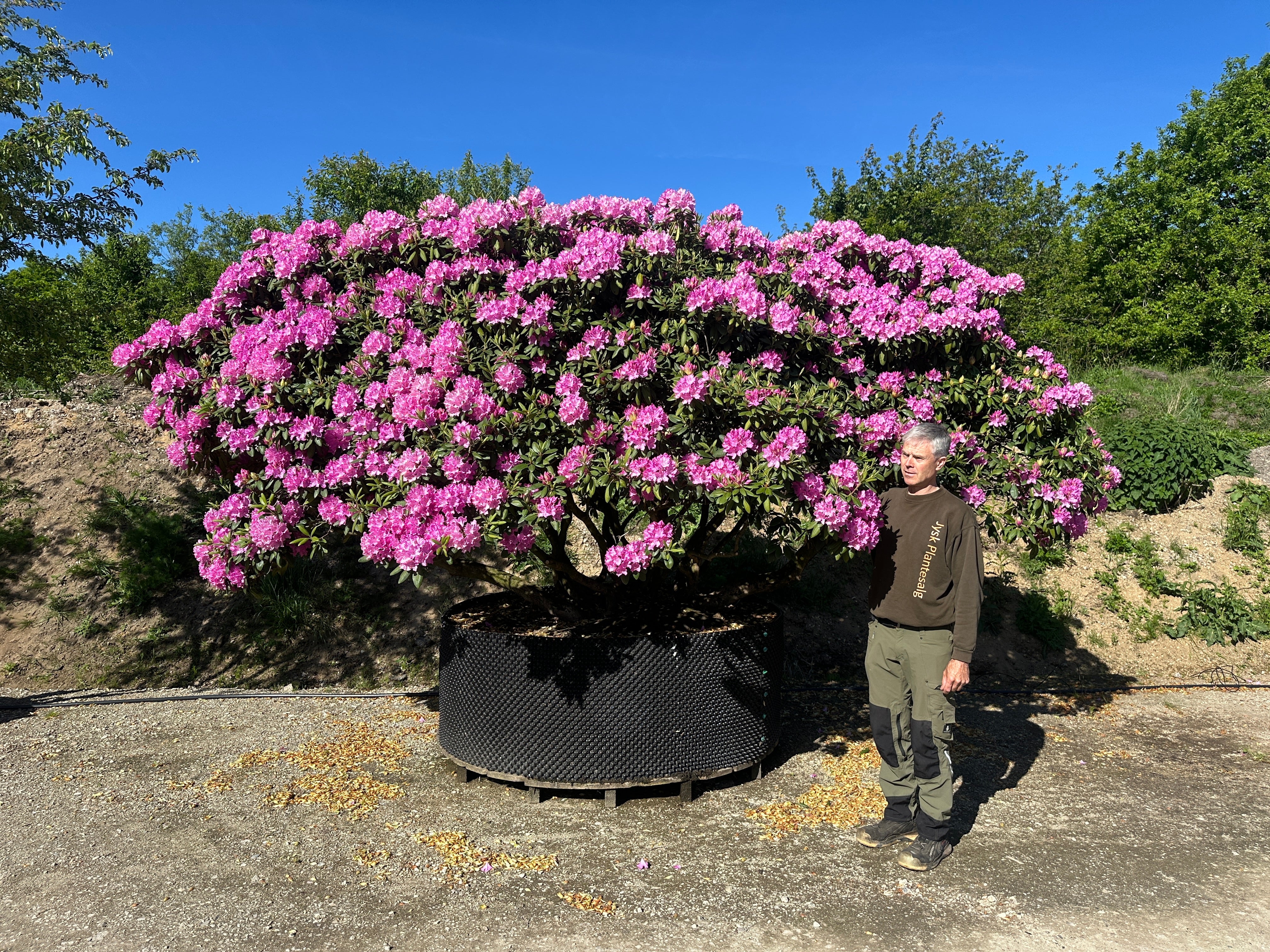 Multistammet rhododendron Roseum Elegans med flere rå og blottede stammer i bunden og en bred grøn krone i fuld lilla blomstring