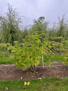 Flotte skulpturelle hyld, med blomstring i foråret og derefter kommer bærrene i det tidlige efterår.