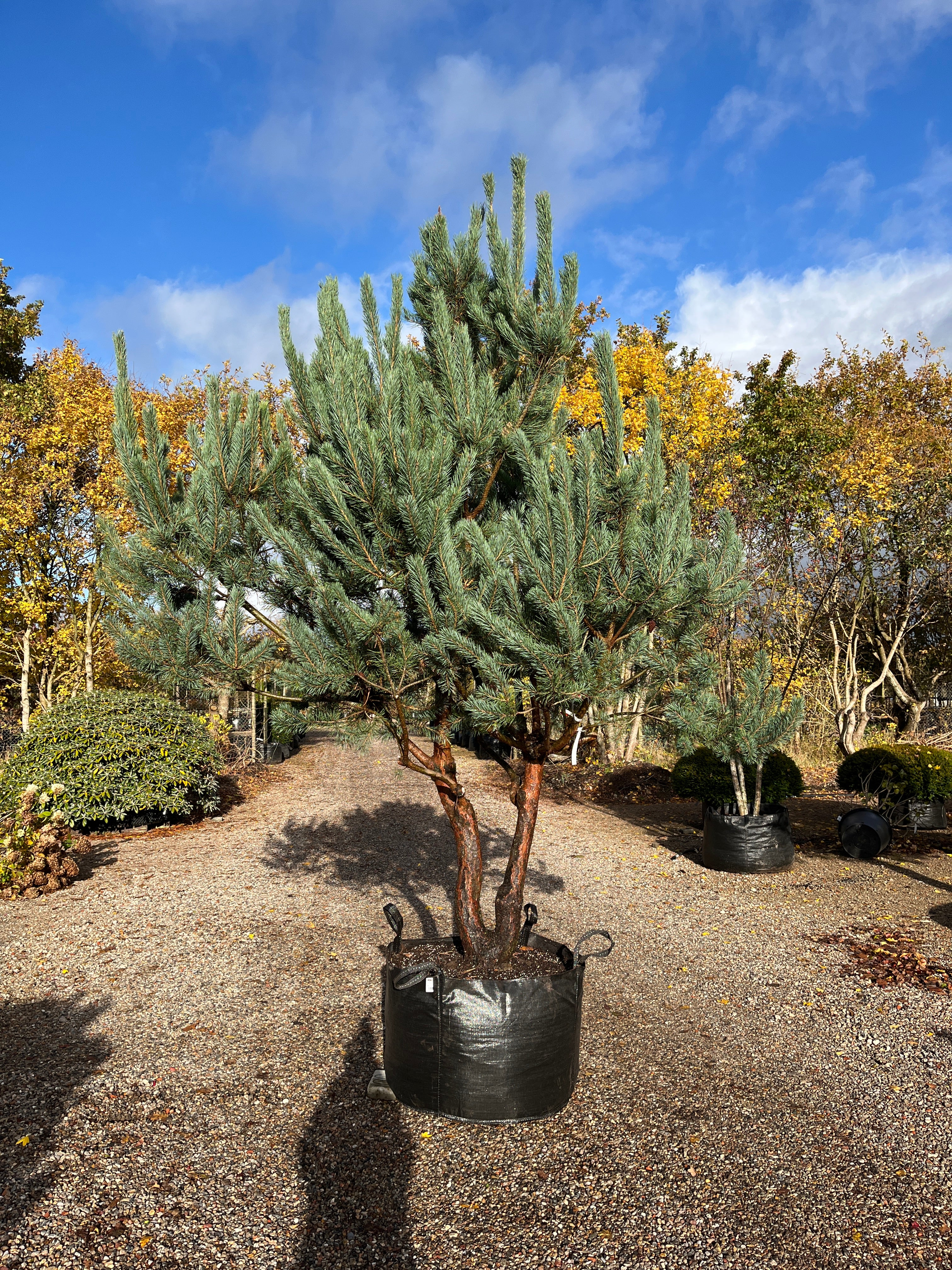 Skovfyr, Pinus sylvestris, skulpturelle stammer i deres flotte rødbrune barkfarve.  