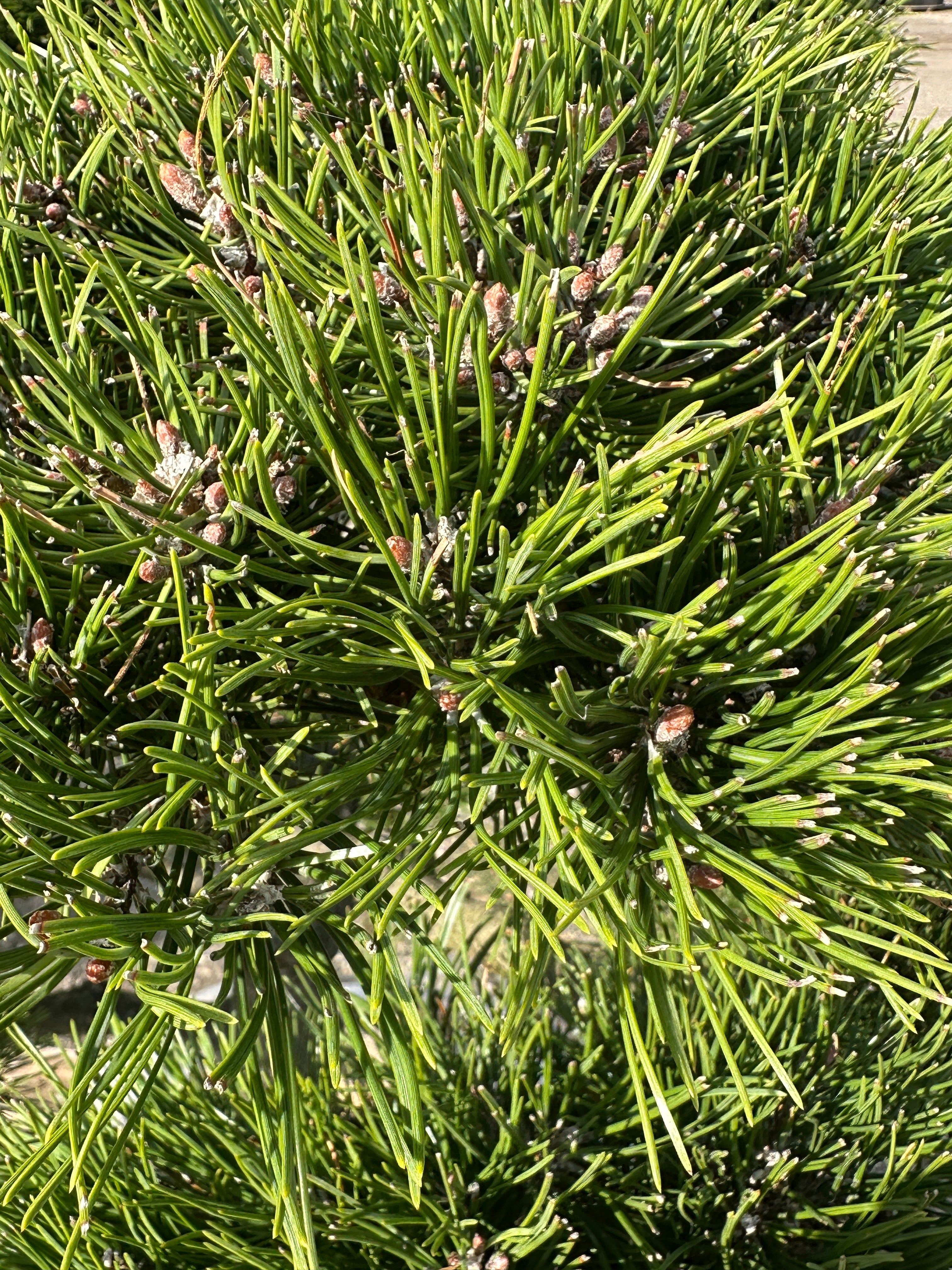 Bonsaiklippet Bjergfyr med Tætsiddende nåle i den flotte grønne farve. 