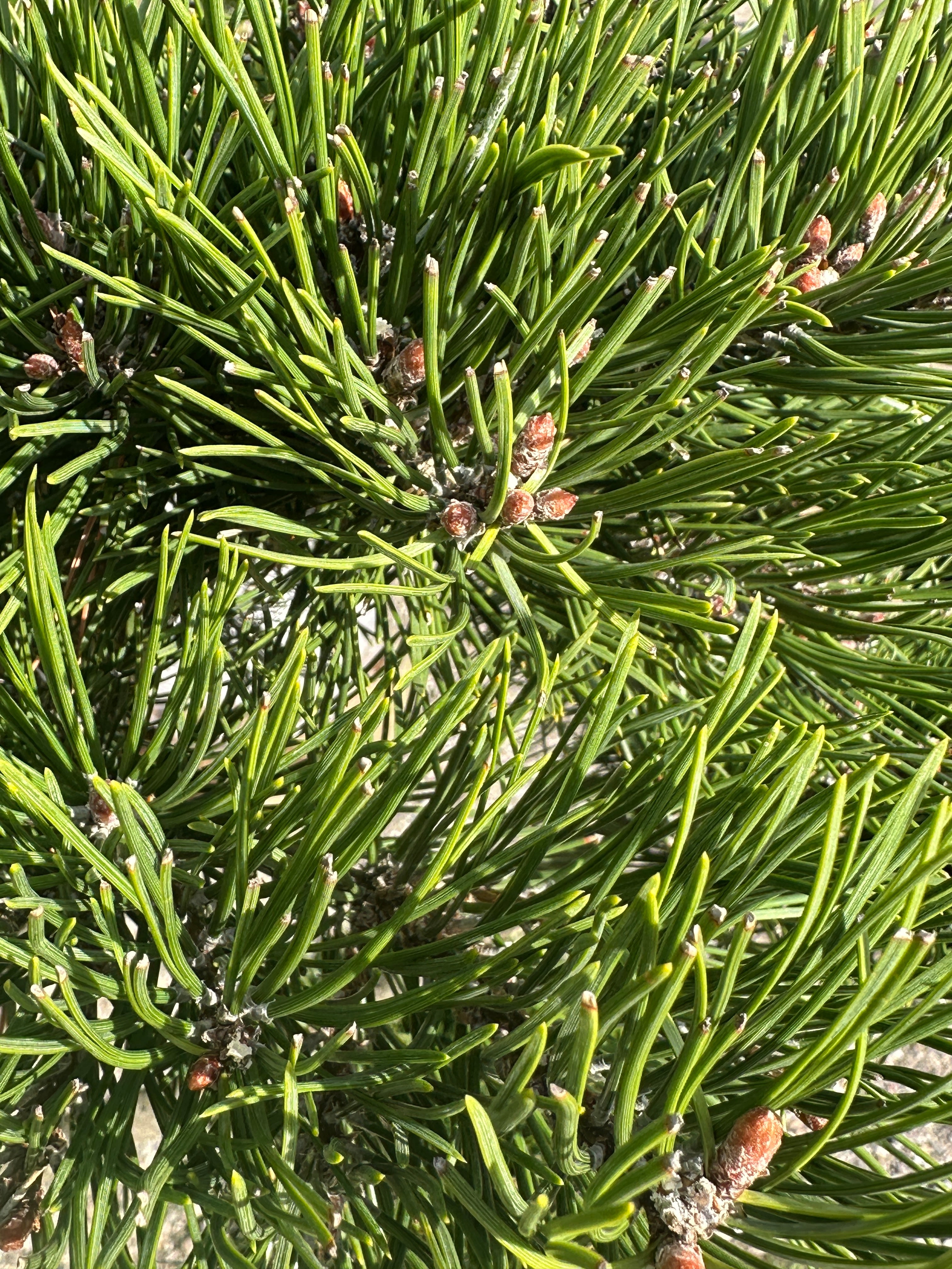 Tæt og kompakte nåle på en bjergfyr 