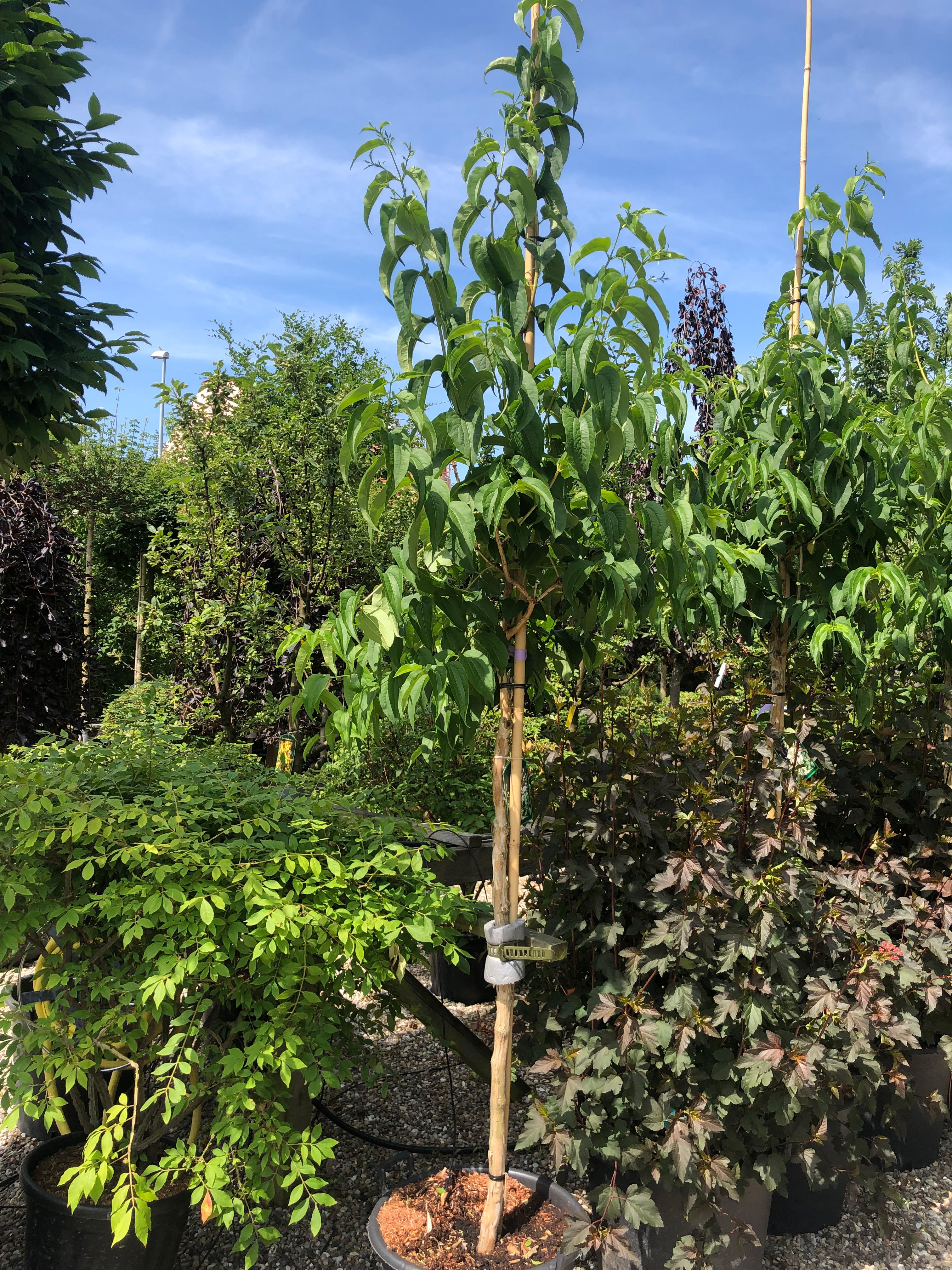 Heptacodium miconioides, Himlens syv sønner, Stammeomkreds 12-14-16 cm, Stamme Højde 160 cm, Total Højde 300-325 cm, Opstammet