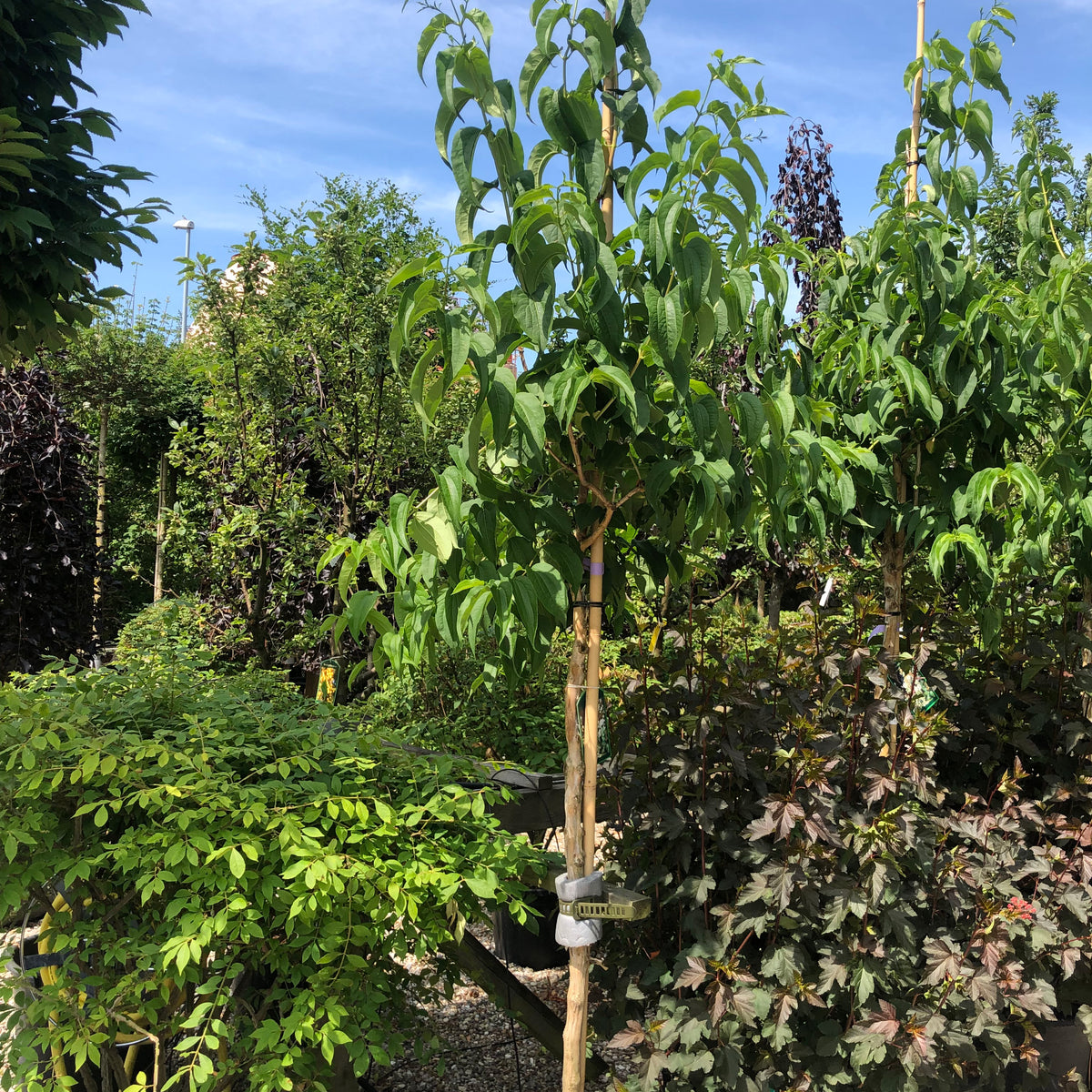 Opstammet Himlens syv sønner - Heptacodium miconioides – Jysk Plantesalg
