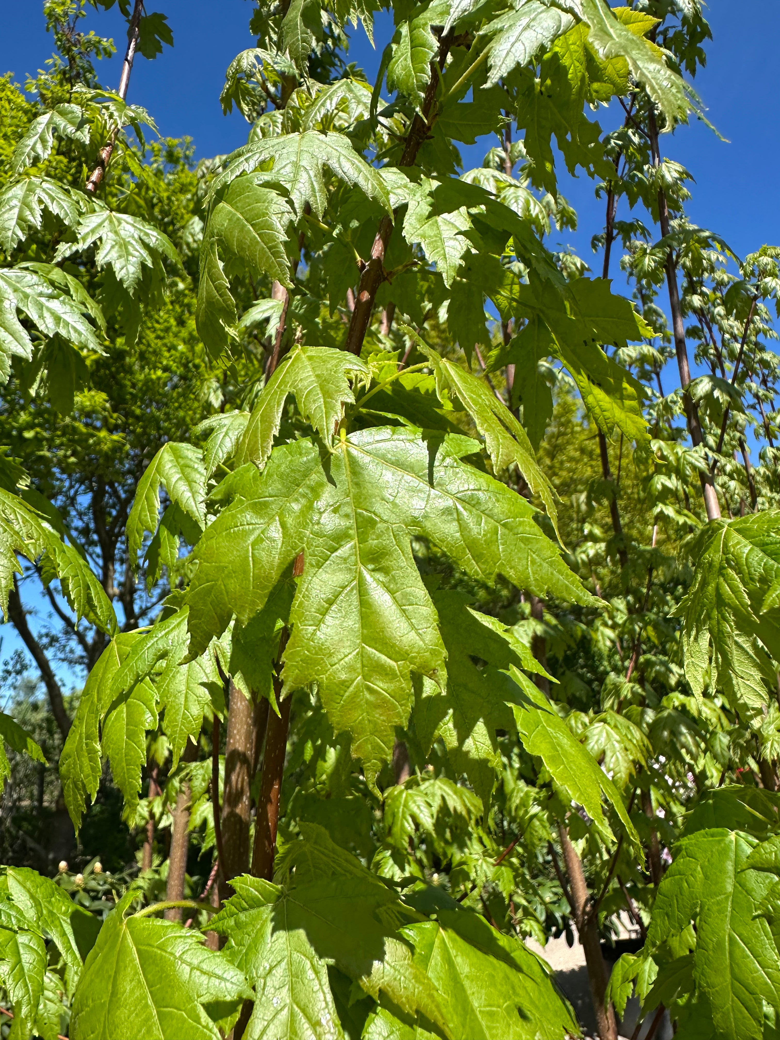 Grønne lønneblade med en markant sølvhvid underside på en Acer rubrum Brandywine.