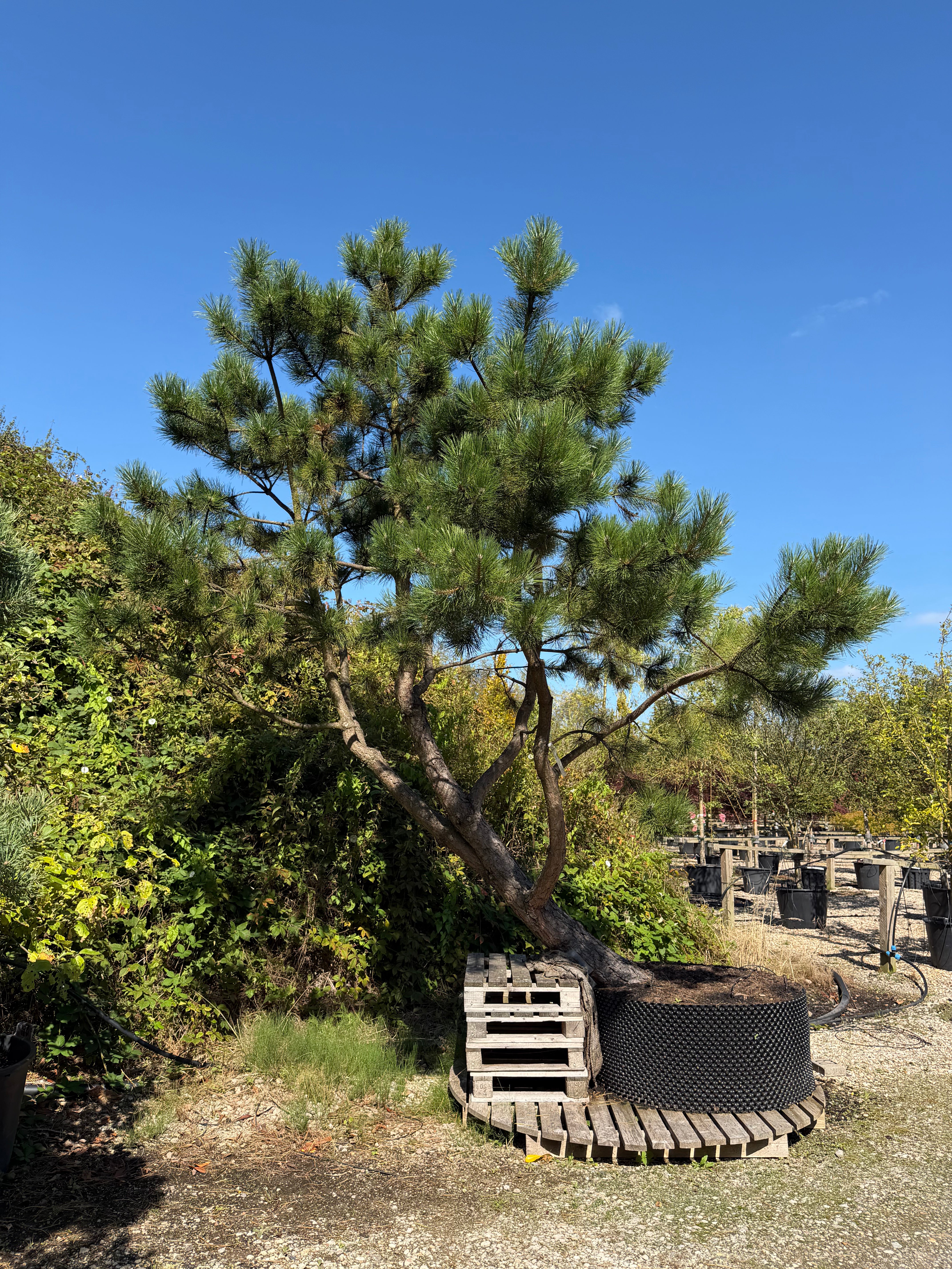 Opstammet Østrigsk fyr - Pinus nigra subsp. nigra i fuld figur med en høj, bar stamme og en tæt, mørkegrøn og rundet krone af lange nåle.