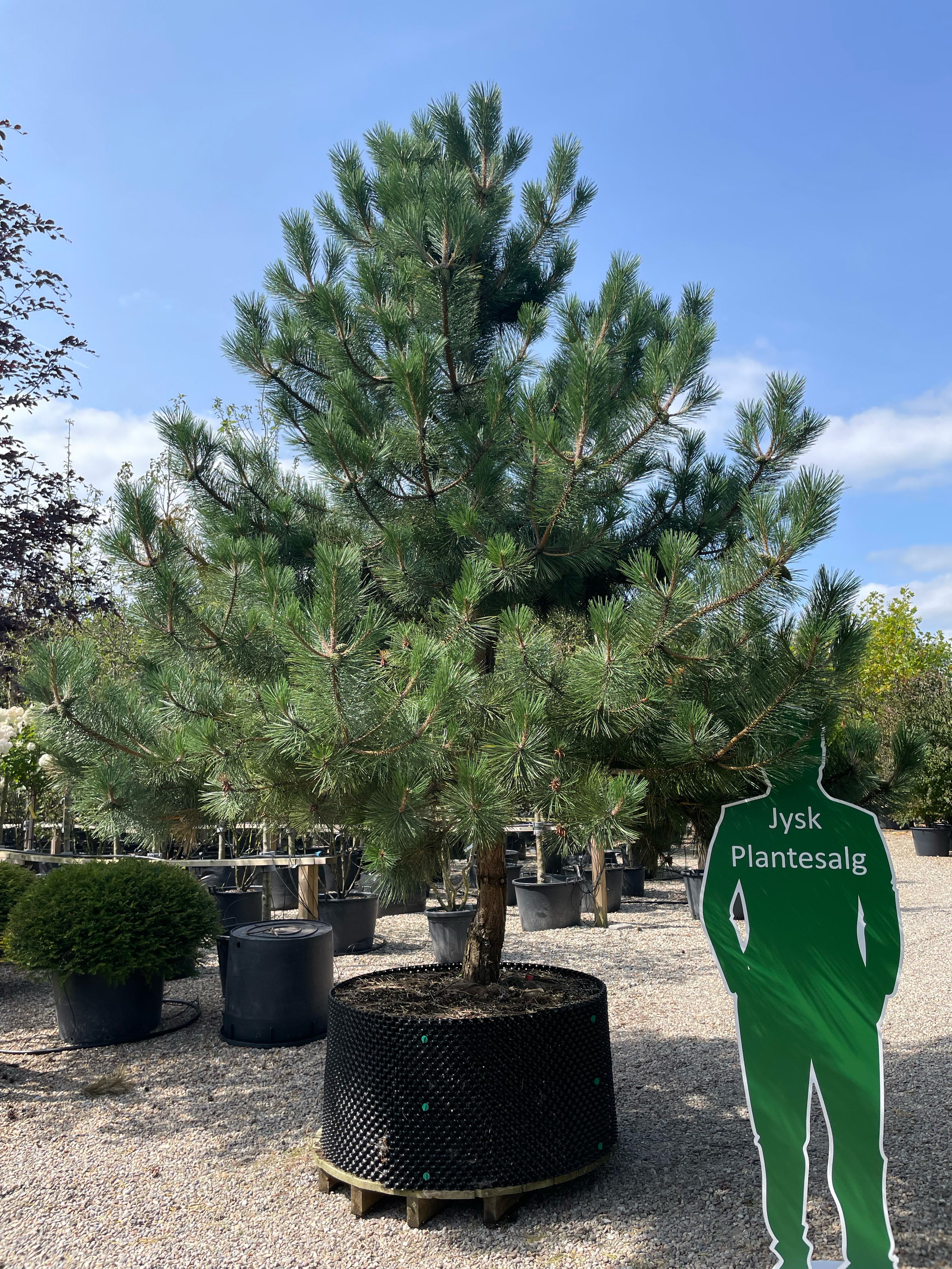 Opstammet Pinus nigra nigra østrigsk fyr, som viser sin enlige hovedstamme og den fyldige, runde krone af lange mørkegrønne nåle.