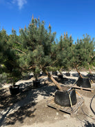 Opstammet skovfyr - Pinus sylvestris, et stedsegrønt prydtræ med rødbrun stamme og rund krone.