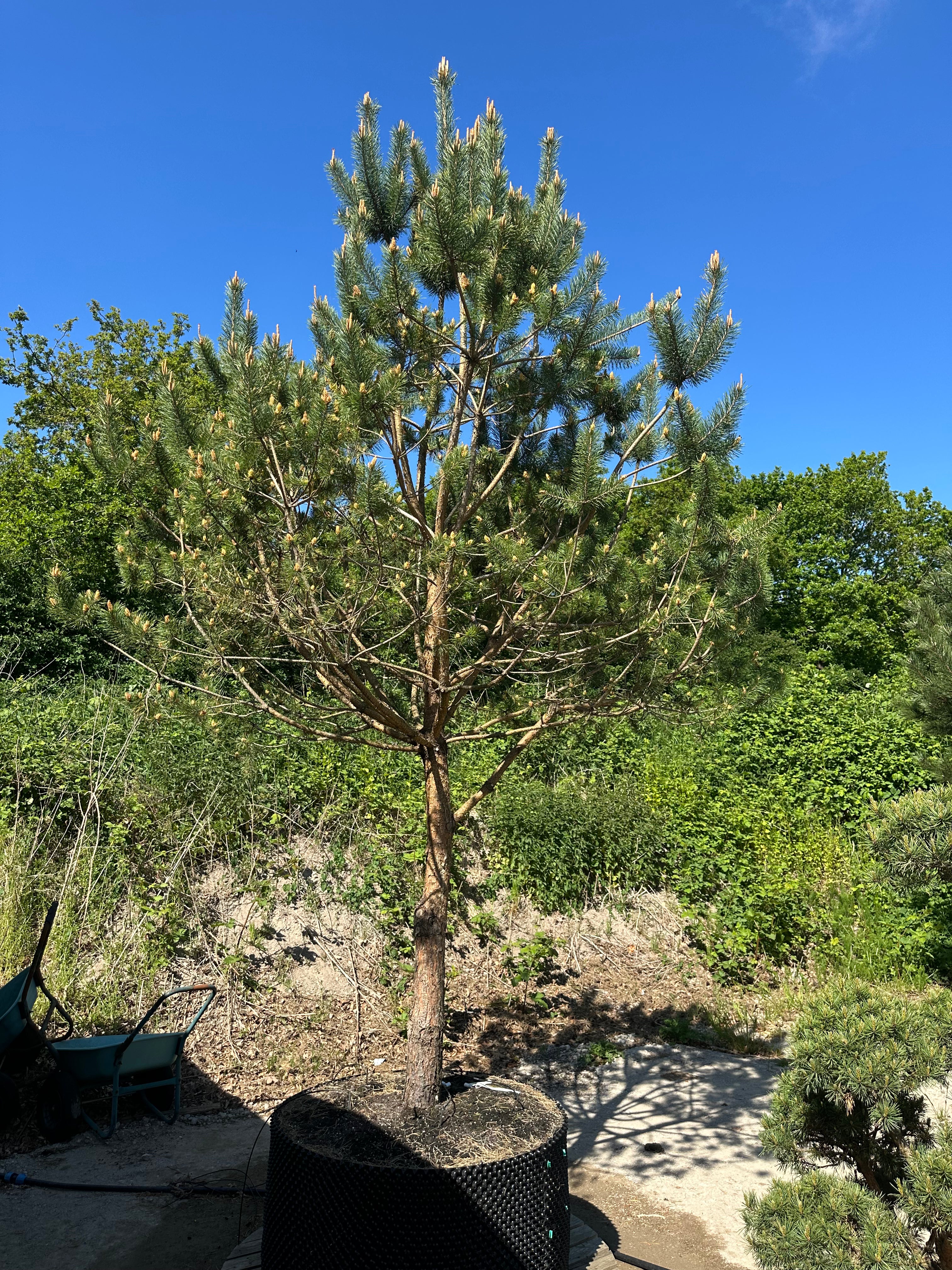 Multistammet Pinus sylvestris skovfyr med små nydannede kogler i den grønne nålekrone.