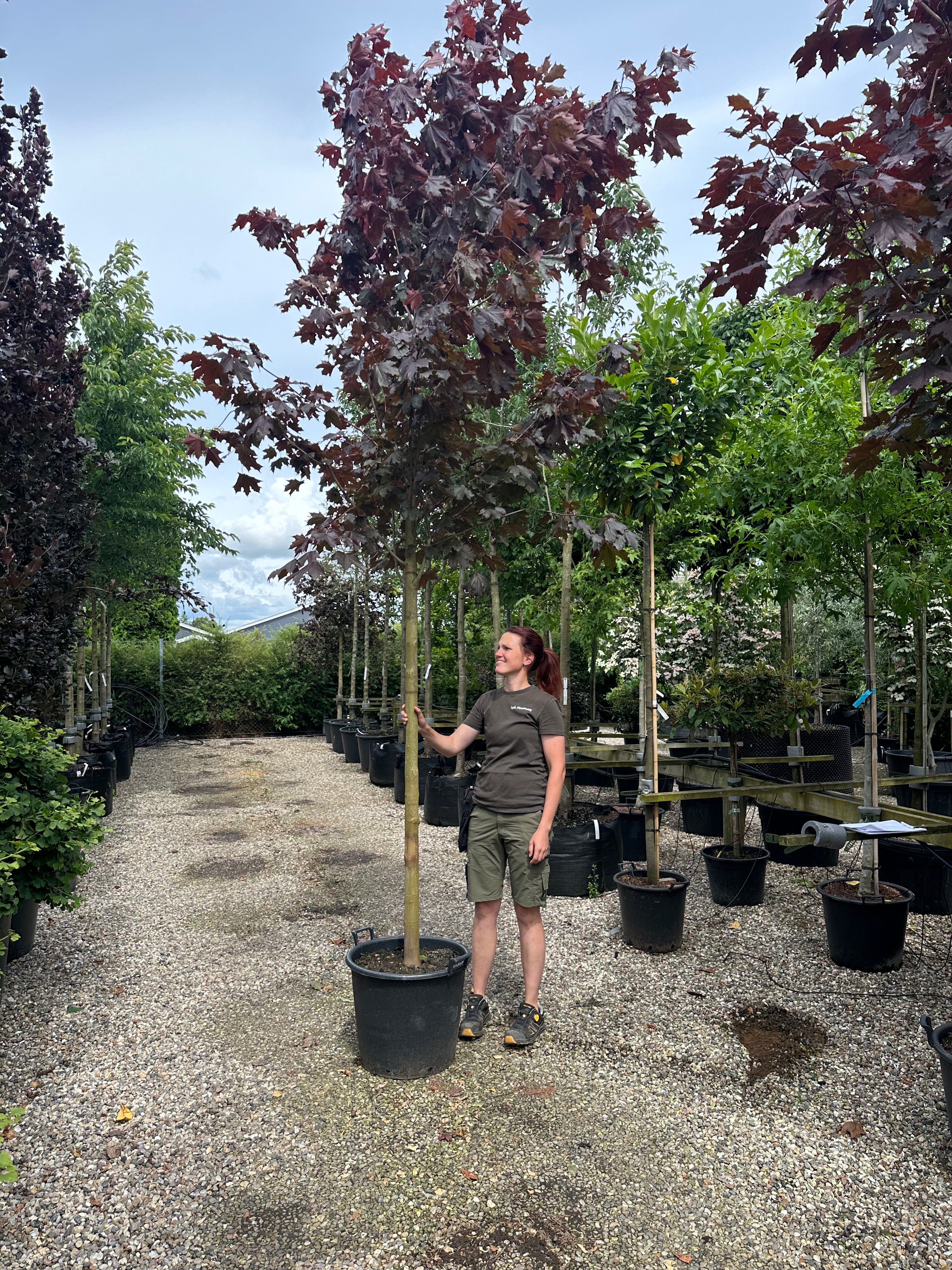 Opstammet Rødbladet spidsløn, der er med til at give en god kontrat til det grønne i haven. 