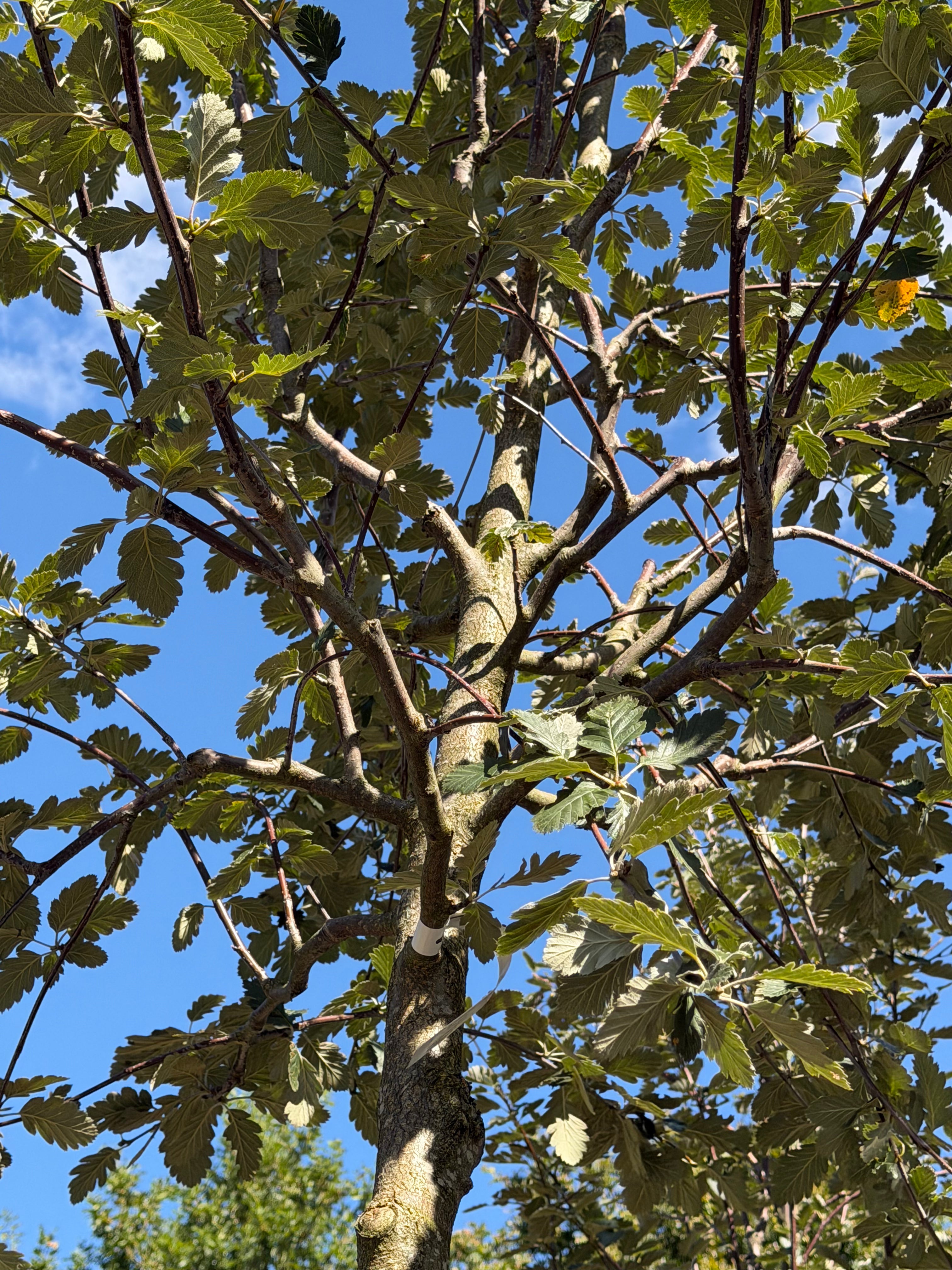  Opstammet Sorbus intermedia Brouwers - seljerøn, der viser den lige, gråbrune stamme og den tætte krone med mørkegrønne, fligede blade.