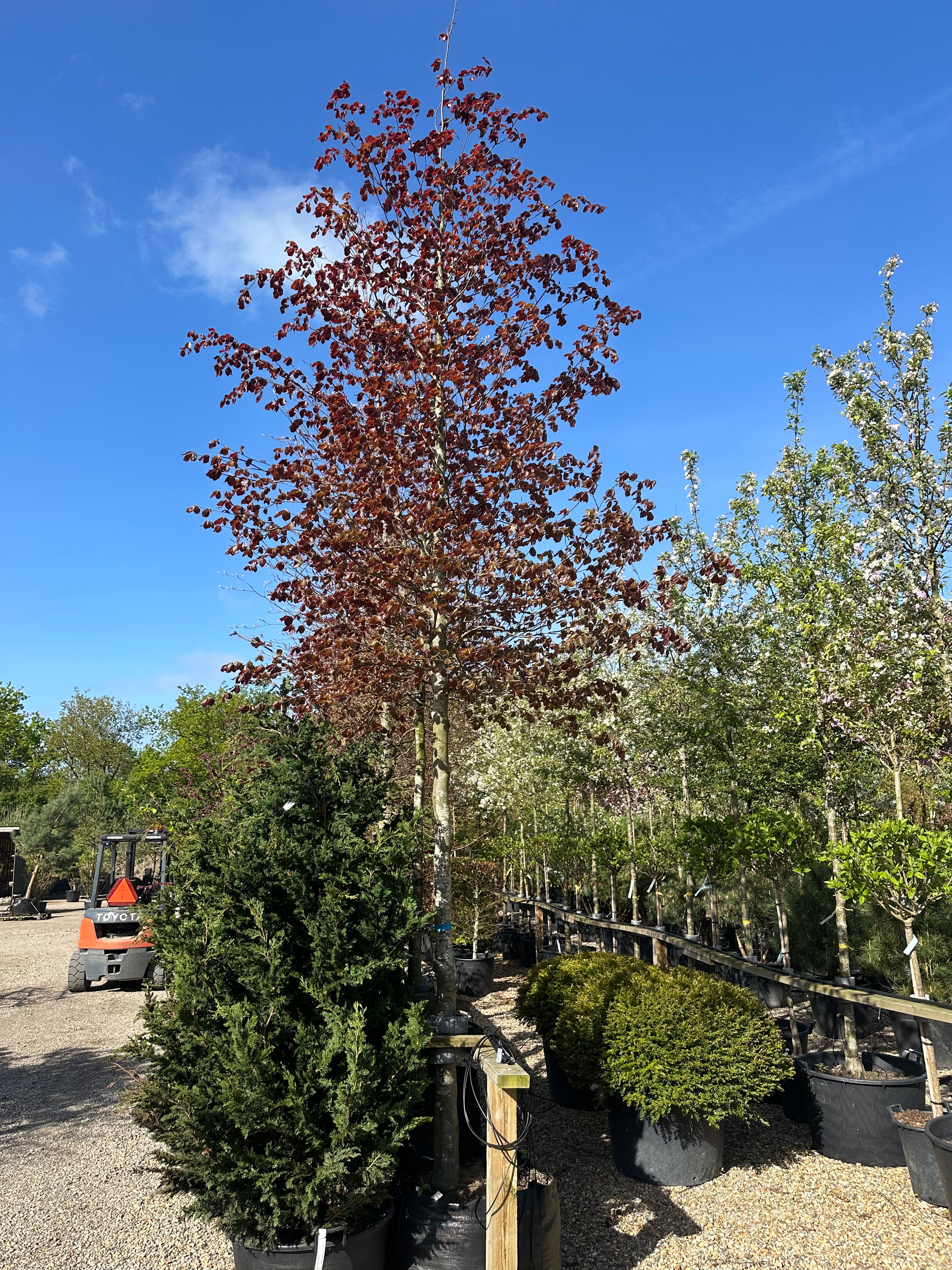 Store flotte opstammet blodbøg, der er  giver en god kontrast til det grønne. 