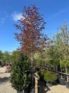 Store flotte opstammet blodbøg, der er  giver en god kontrast til det grønne. 