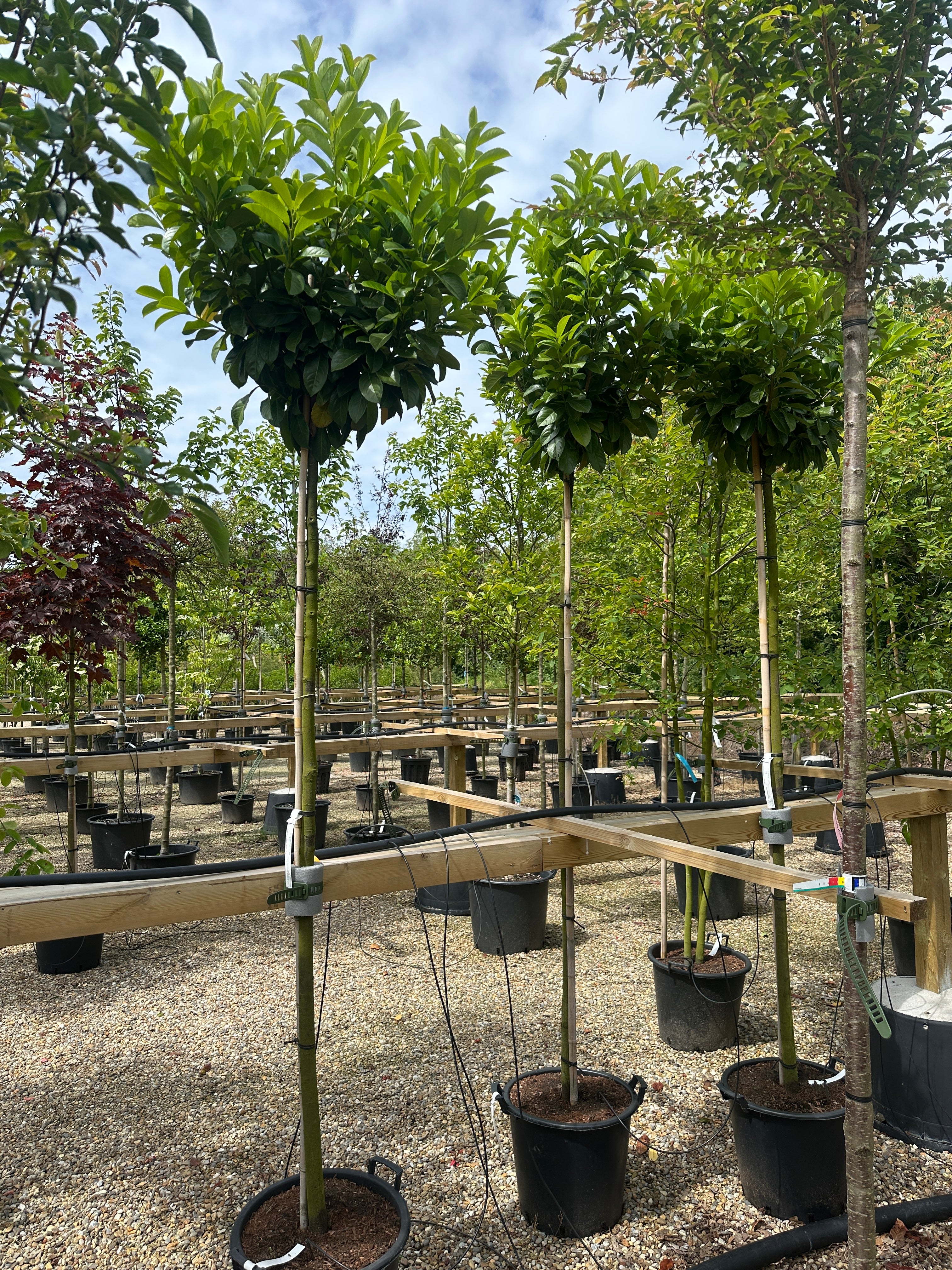 Opstammet kirsebærlaurbær, Prunus laurocerasus 'Etna', med en tæt, formklippet krone af læderagtige mørkegrønne blade.