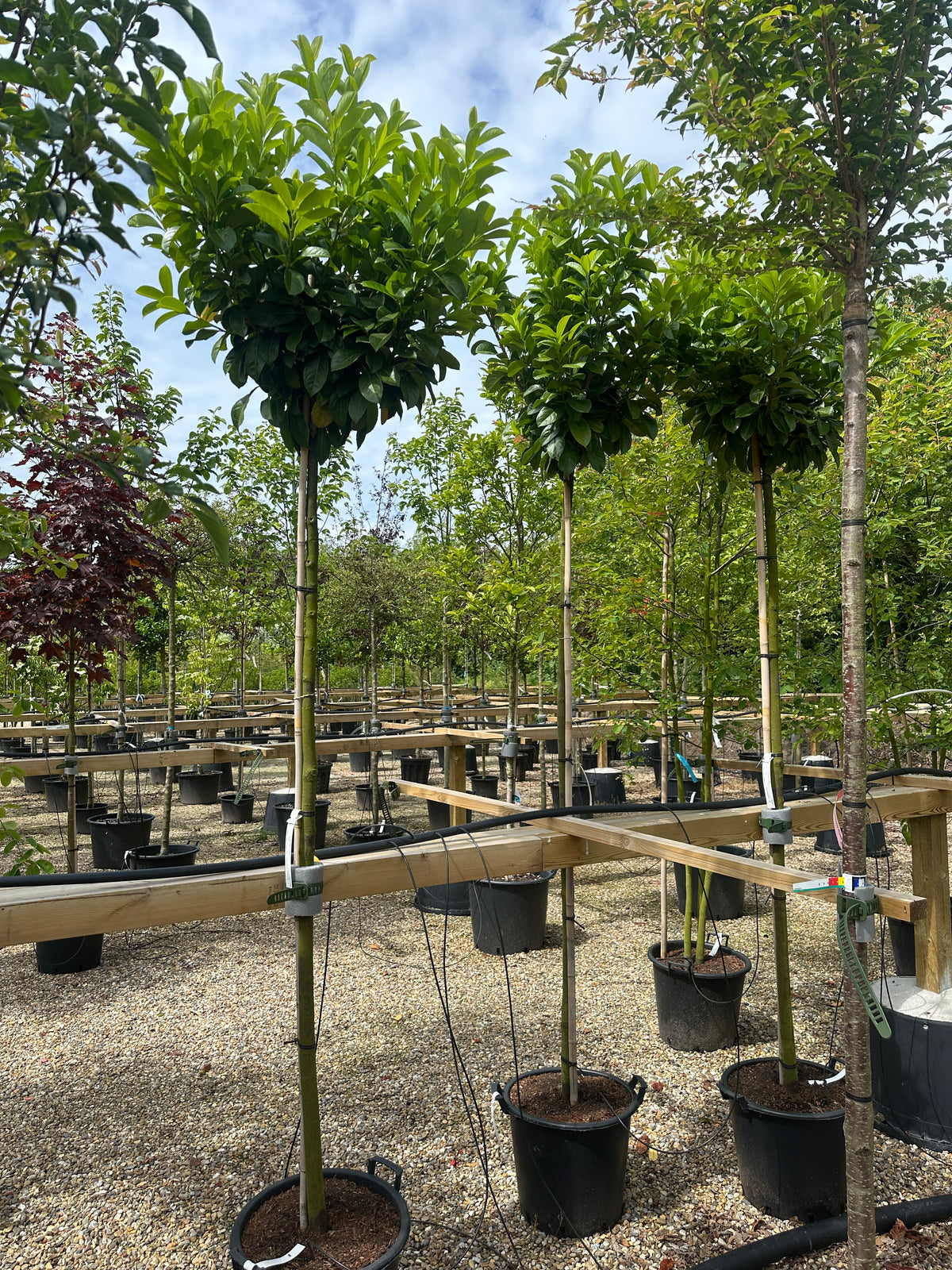 Opstammet kirsebærlaurbær, Prunus laurocerasus 'Etna', med en tæt, formklippet krone af læderagtige mørkegrønne blade.