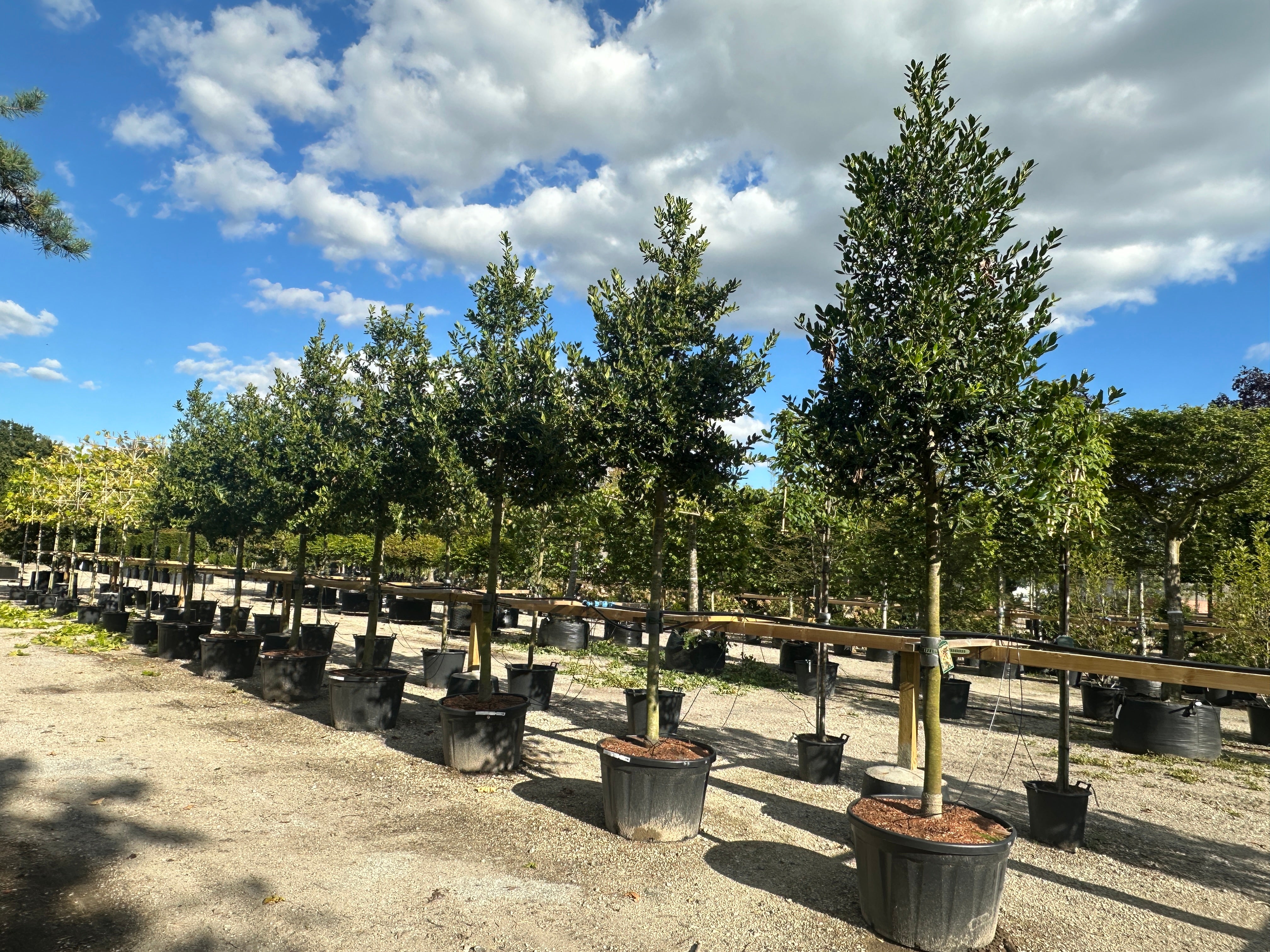 Opstammet Kristtorn, Ilex ´Nellie Stevens´ de får ikke så mange torne, som kristtorn ellers er kendt for.