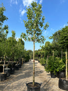 Opstammet, sent moden pære, Saftig velsmagende spisepære. der kan opbevares og spises hen over vinteren. 