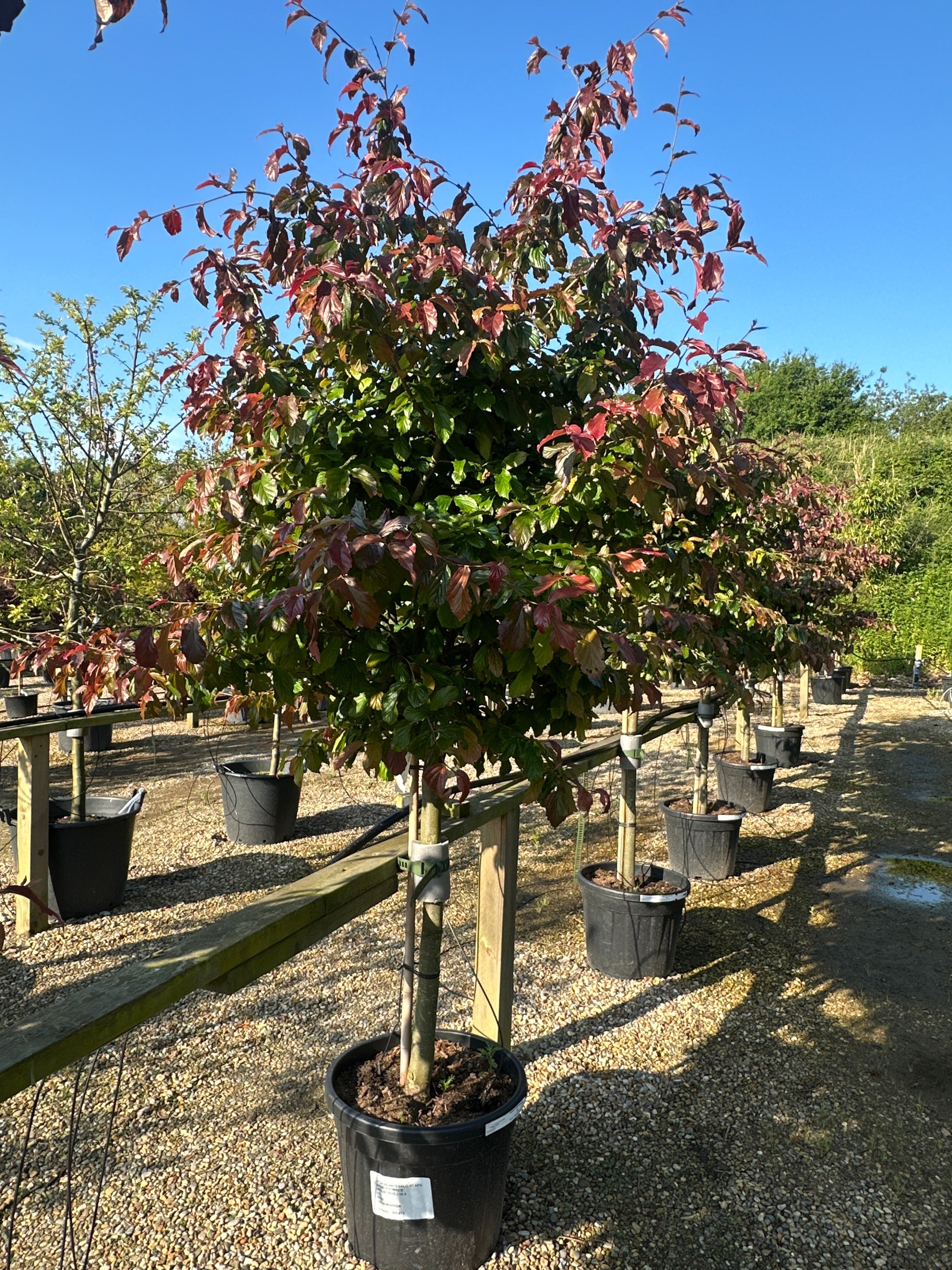 Opstammet papegøjetræ, Parrotia persica 'Bella', med en fin, opret krone af grønne blade med mørkerøde kanter.