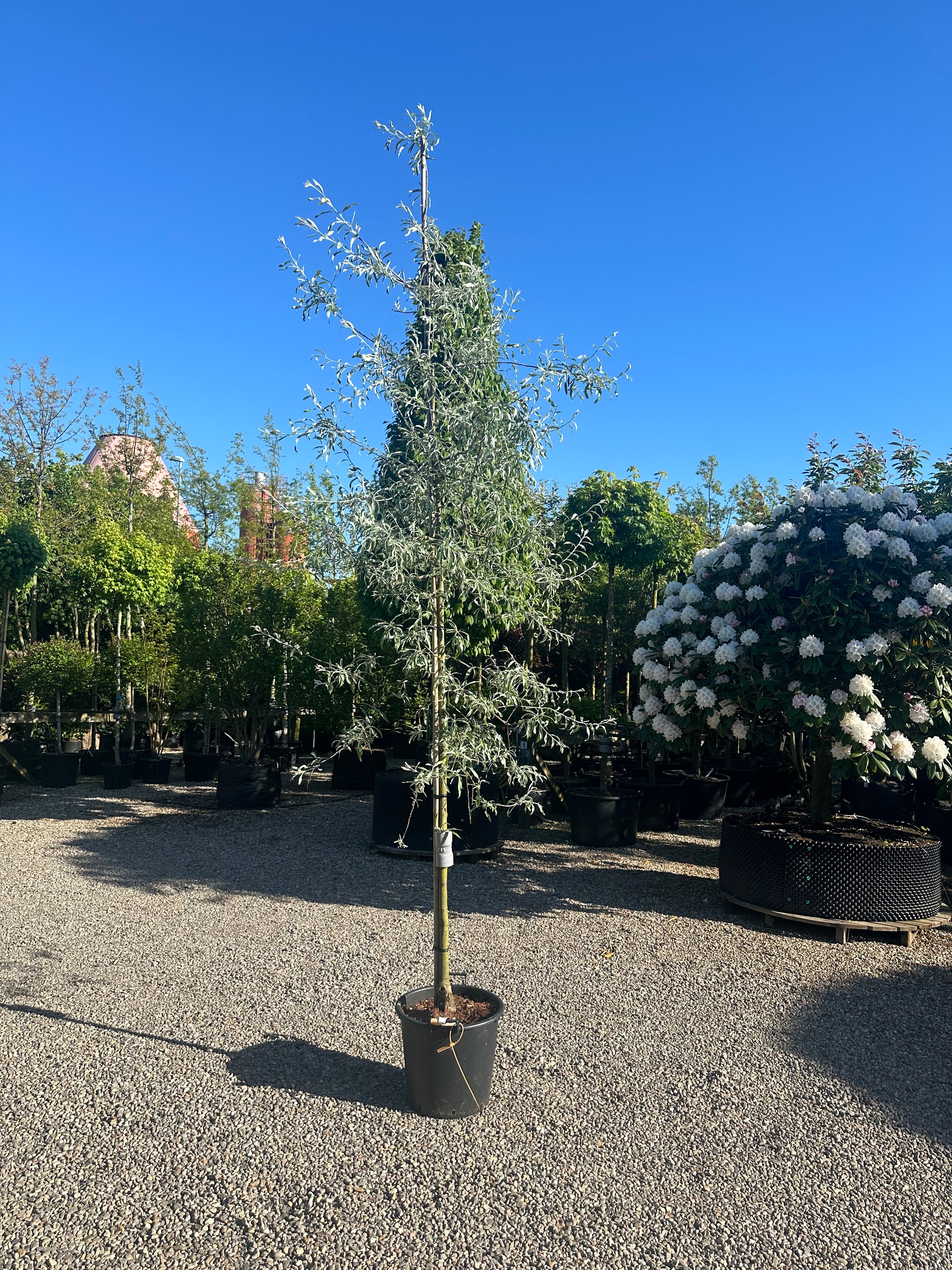 Lavt opstammet pilebladet pære måske bedre kend som nordens oliven. Den kan udvikle små frugter som smager af oliven og ligner små pærer