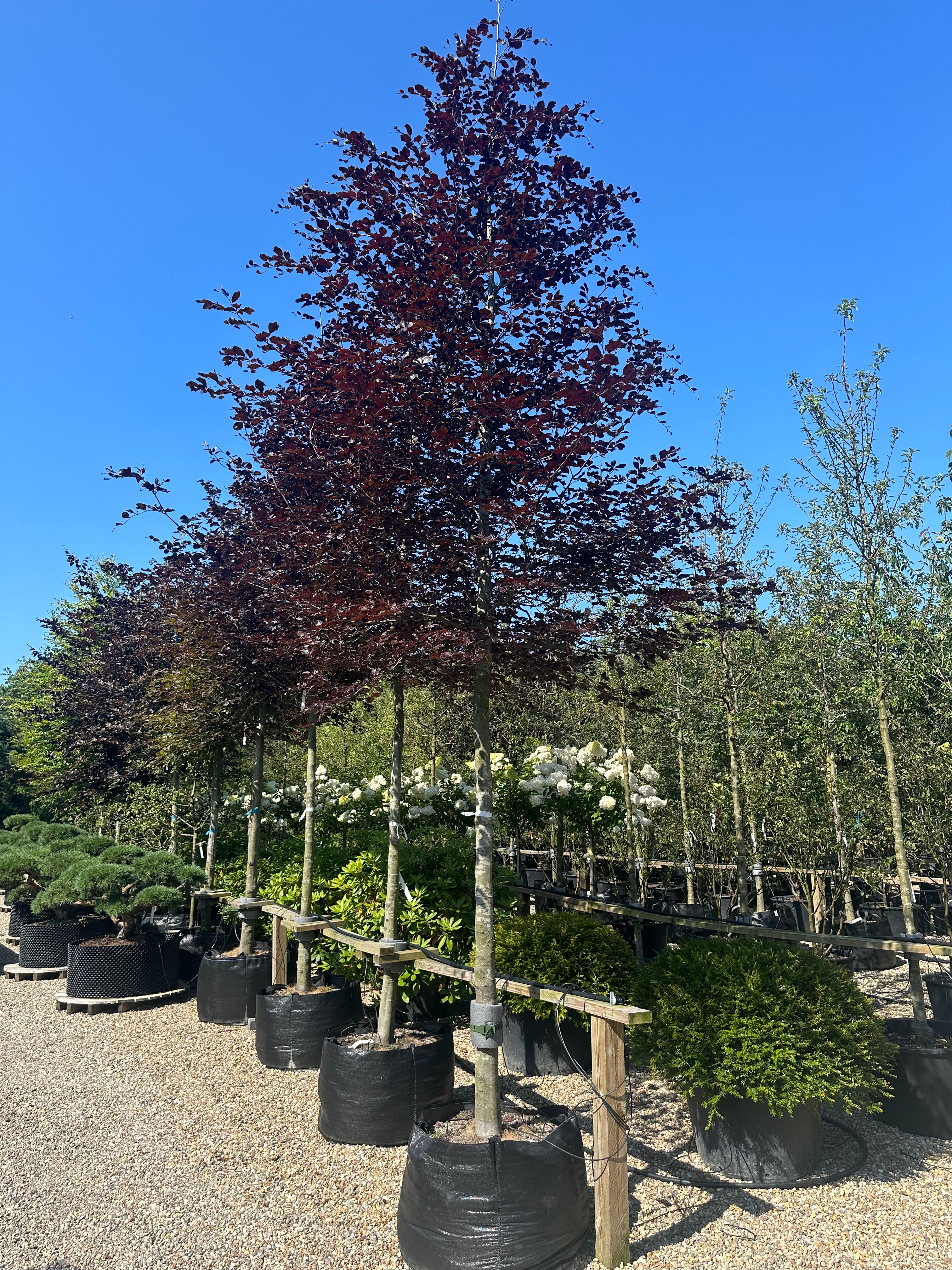 Flotte opstammet rødbøg eller blodbøg, flotte kraftige krone, hvor den røde bladfarve giver et flot spil til det grønne