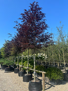 Flotte opstammet rødbøg eller blodbøg, flotte kraftige krone, hvor den røde bladfarve giver et flot spil til det grønne