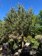 Opstammet skovfyrretræ af typen Pinus sylvestris med en markant fritlagt stammestruktur.