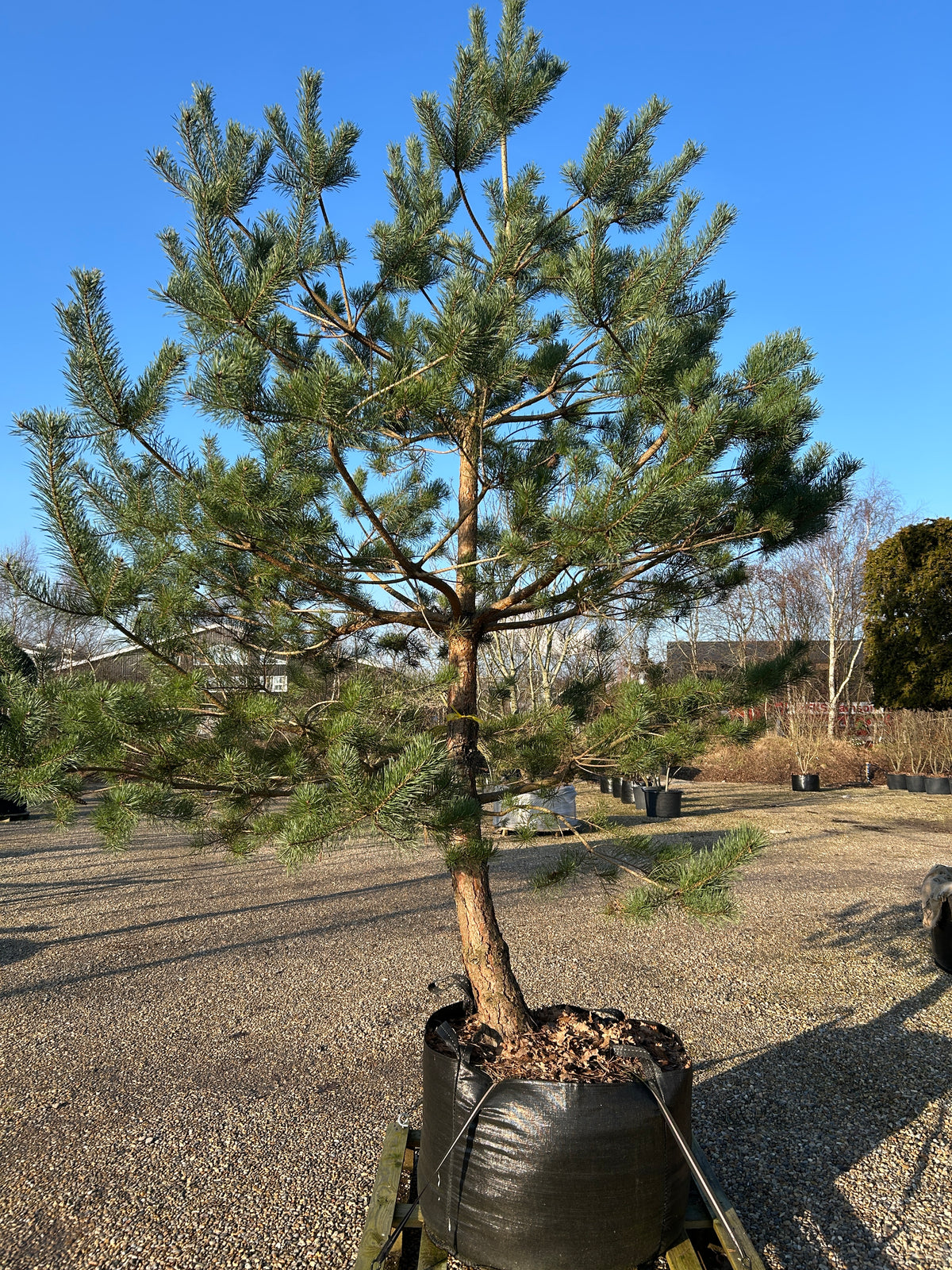Opstammet skovfyr - Pinus sylvestris, et stedsegrønt prydtræ med rødbrun stamme og rund krone.