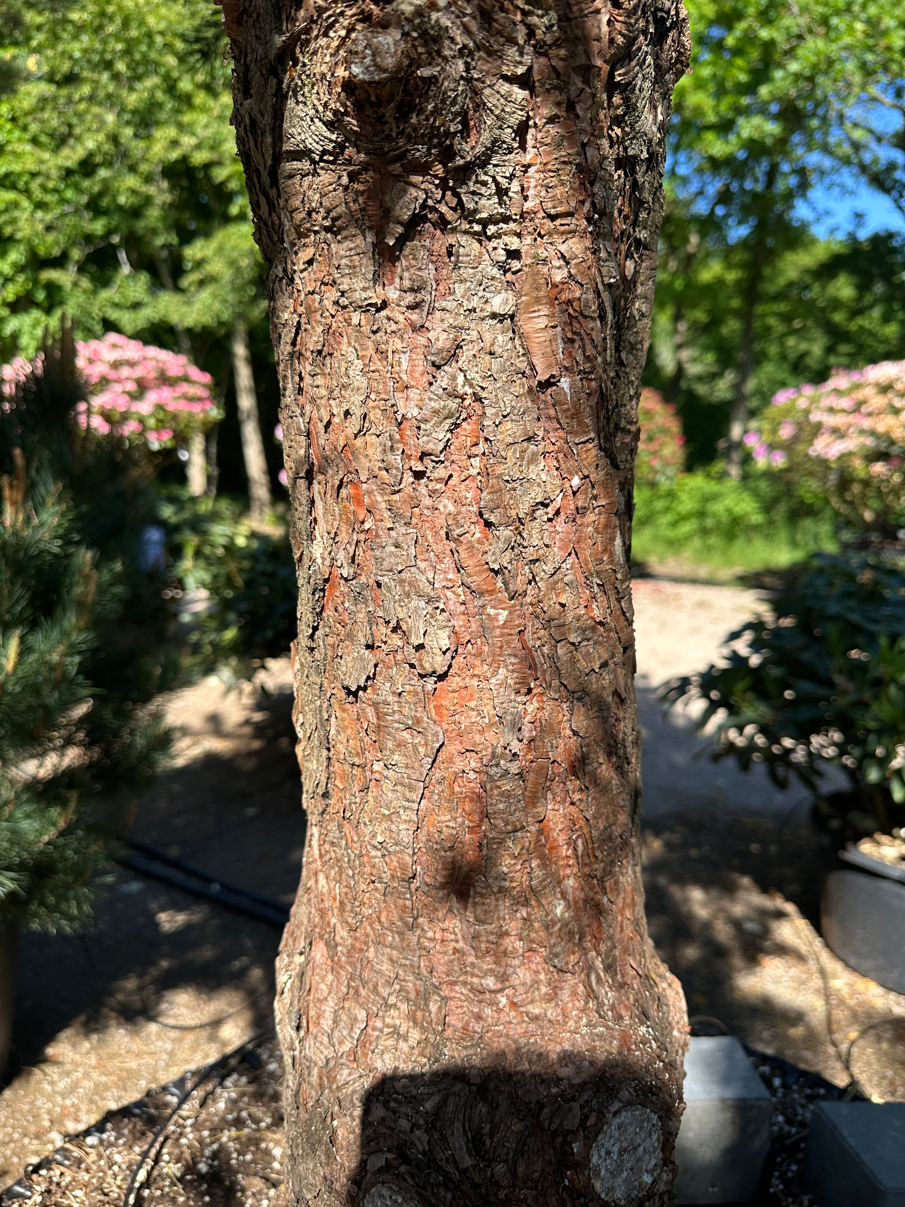 Opstammet skovfyrretræ af typen Pinus sylvestris med en markant fritlagt stammestruktur.
