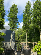 Opstammet Søjlebøg, Fagus sylvatica Dawyck, flot kraftig stamme med god fyldig krone. 