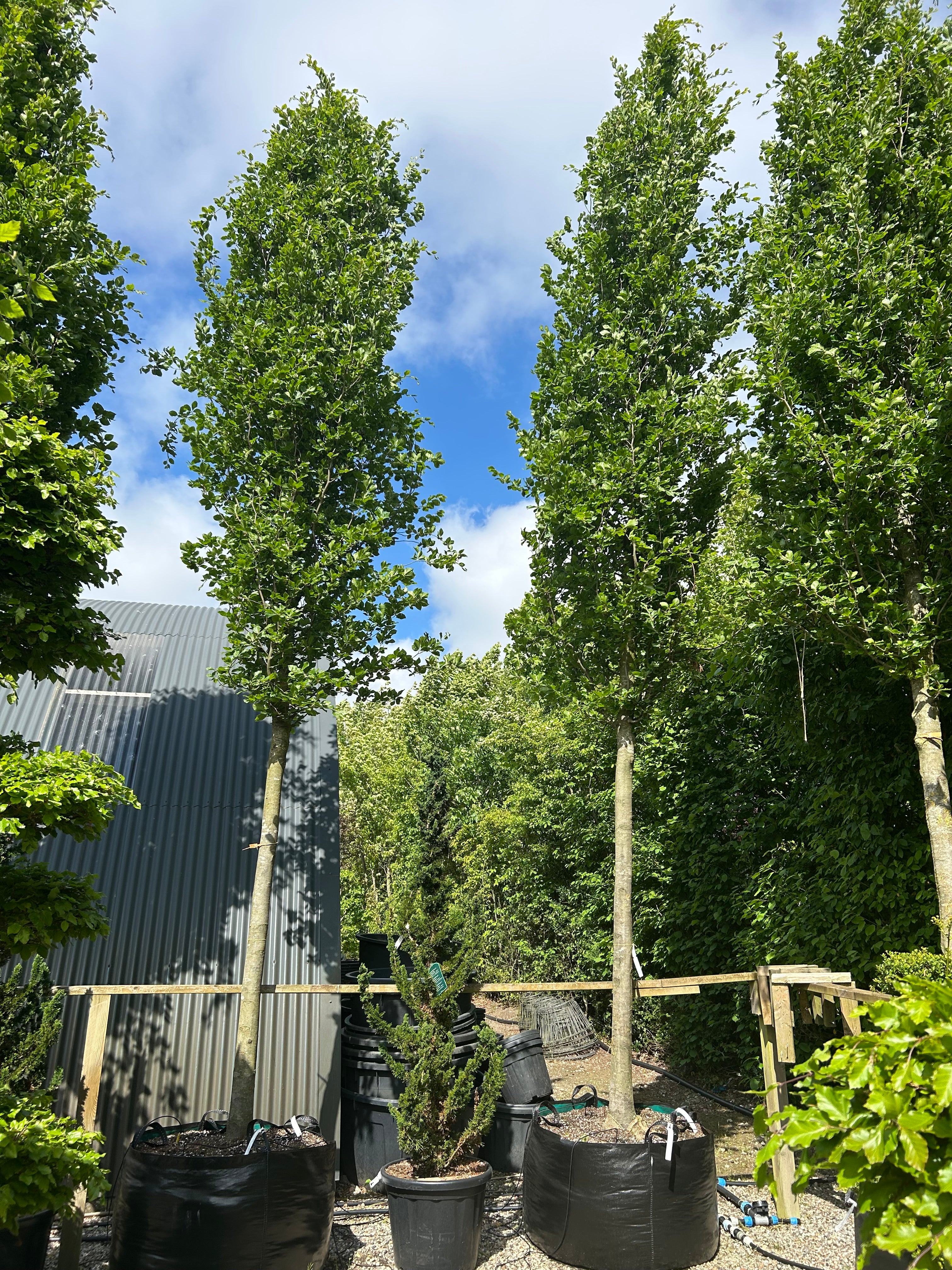 Opstammet Søjlebøg, Fagus sylvatica Dawyck, flot kraftig stamme med god fyldig krone. 