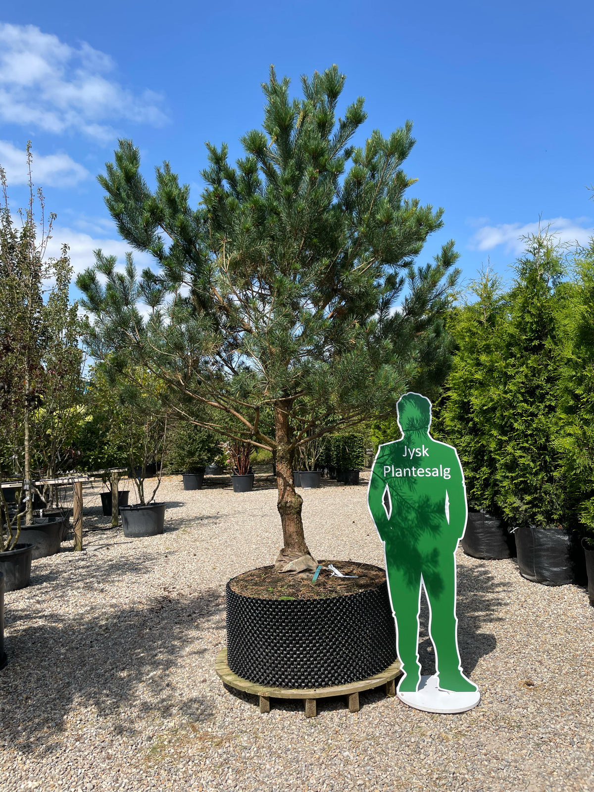 Opstammet stedsegrøn Pinus sylvestris skovfyr, som står flot og uforandret med sine blågrønne nåle.