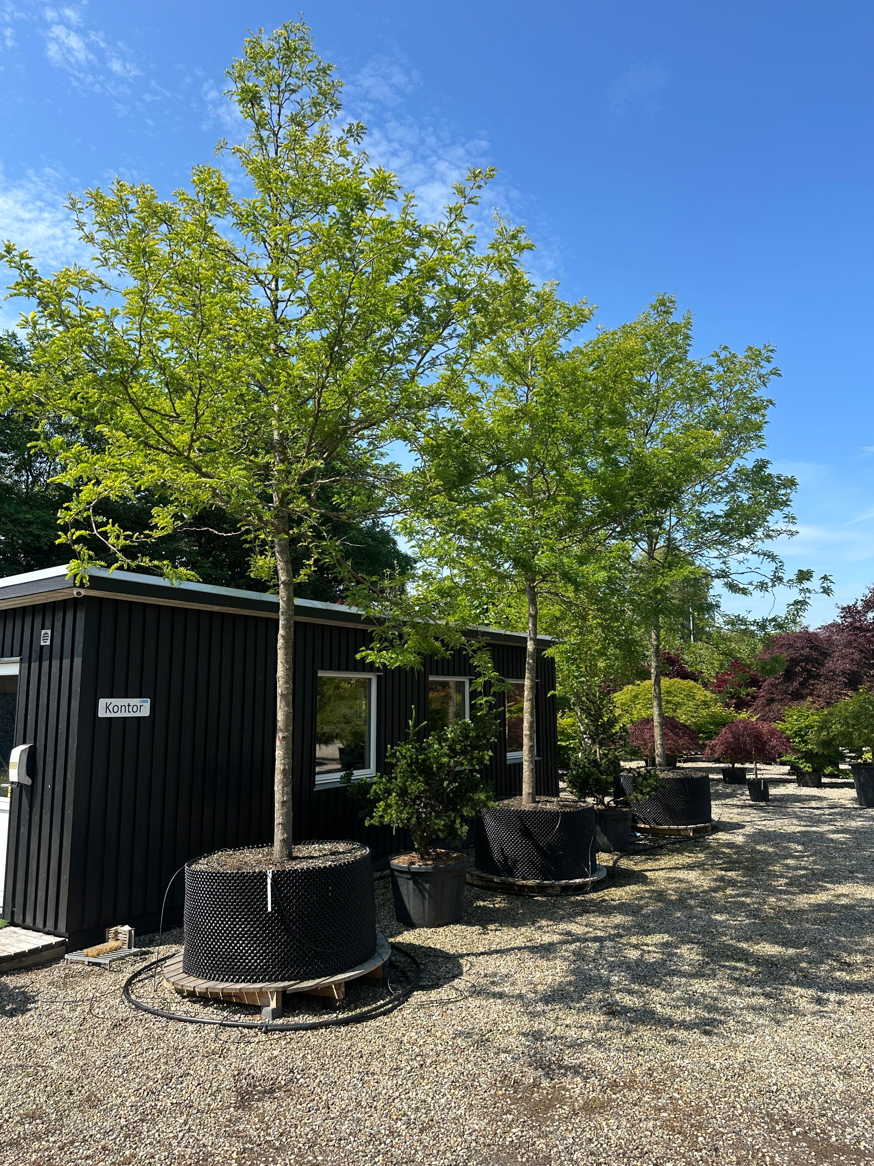 Opstammet Gleditsia triacanthos 'Sunburst' tretorn med en ret, bar stamme og en luftig, gulgrøn krone.