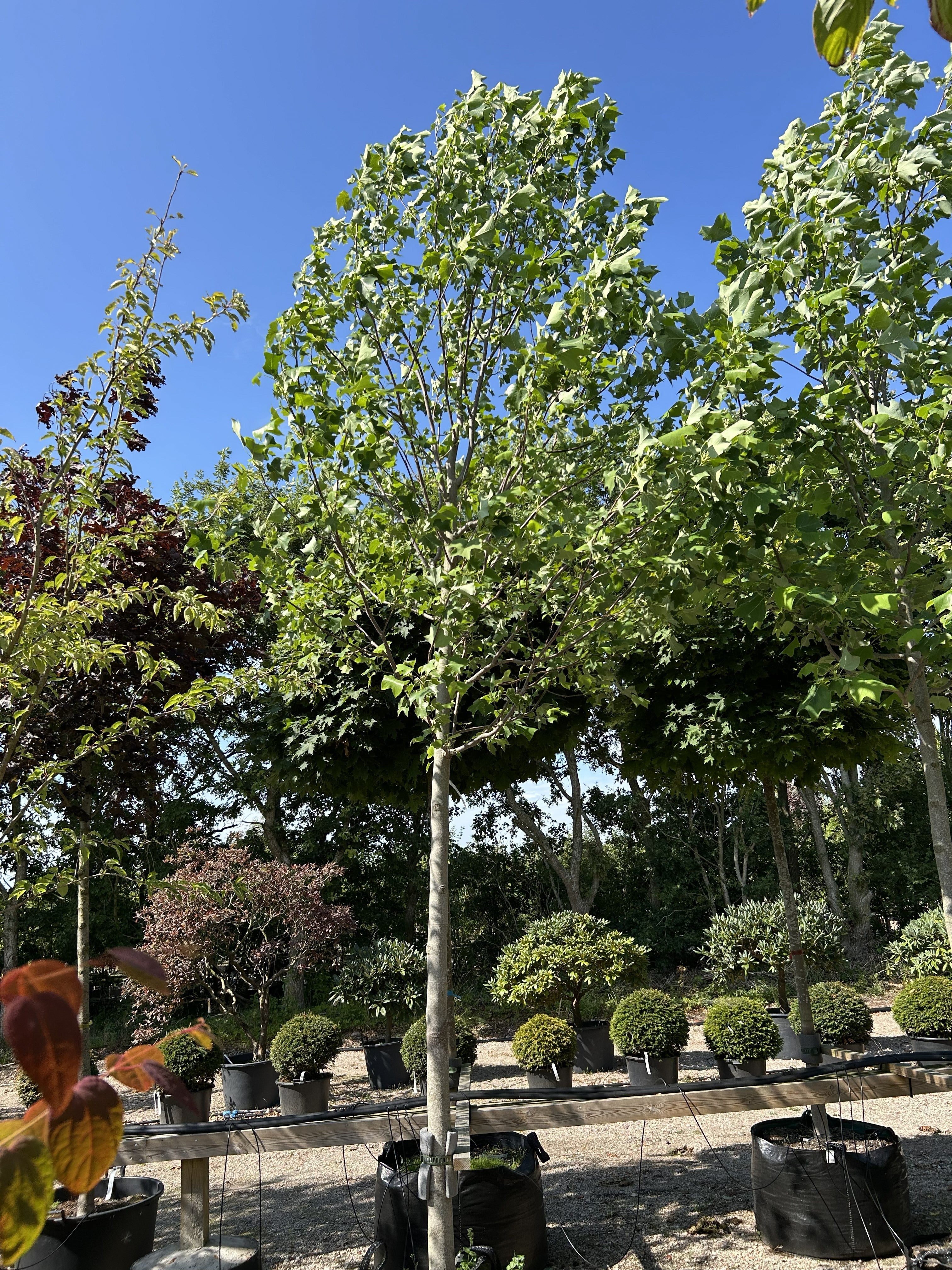 Opstammet tulipantræ, Liriodendron tulipifera med en ret og gennemgående stamme samt en karakteristisk krone af store, firkantede, lysegrønne blade.