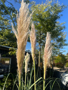 Pampasgræsser flotte aks