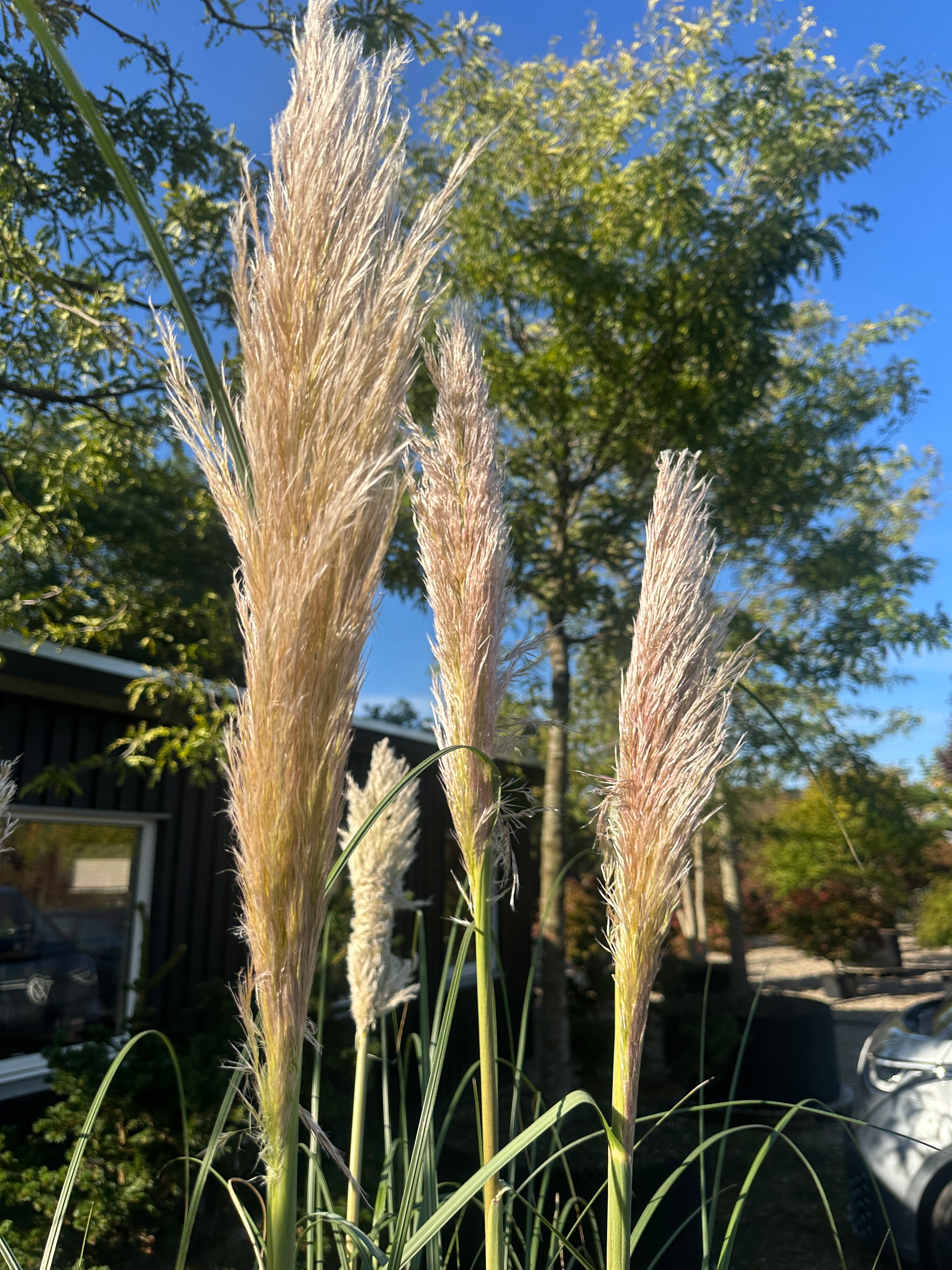 Pampasgræsser flotte aks