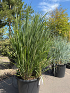Rishirse 'Northwind', Panicum virgatum, en prydgræs med en markant opret, søjleformet vækst og stive, blågrønne strå.