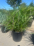 Opret staudehirse, Panicum virgatum 'Squaw', med et tæt busket look af grønne blade og lette, svævende blomsteraks.