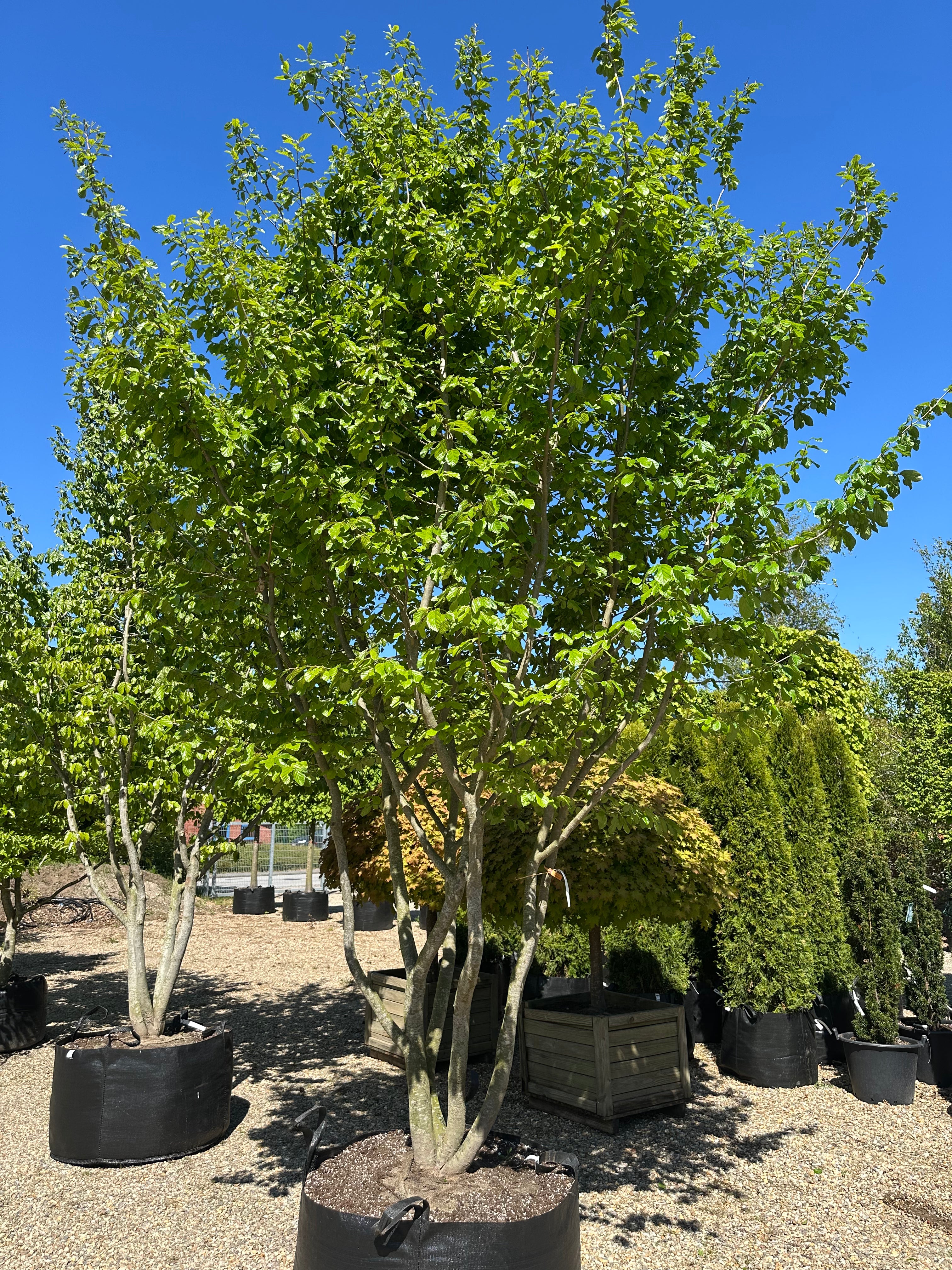 Flerstammet Parrotia persica papegøjetræ med en tæt, bred krone af mørkegrønne sommerblade.