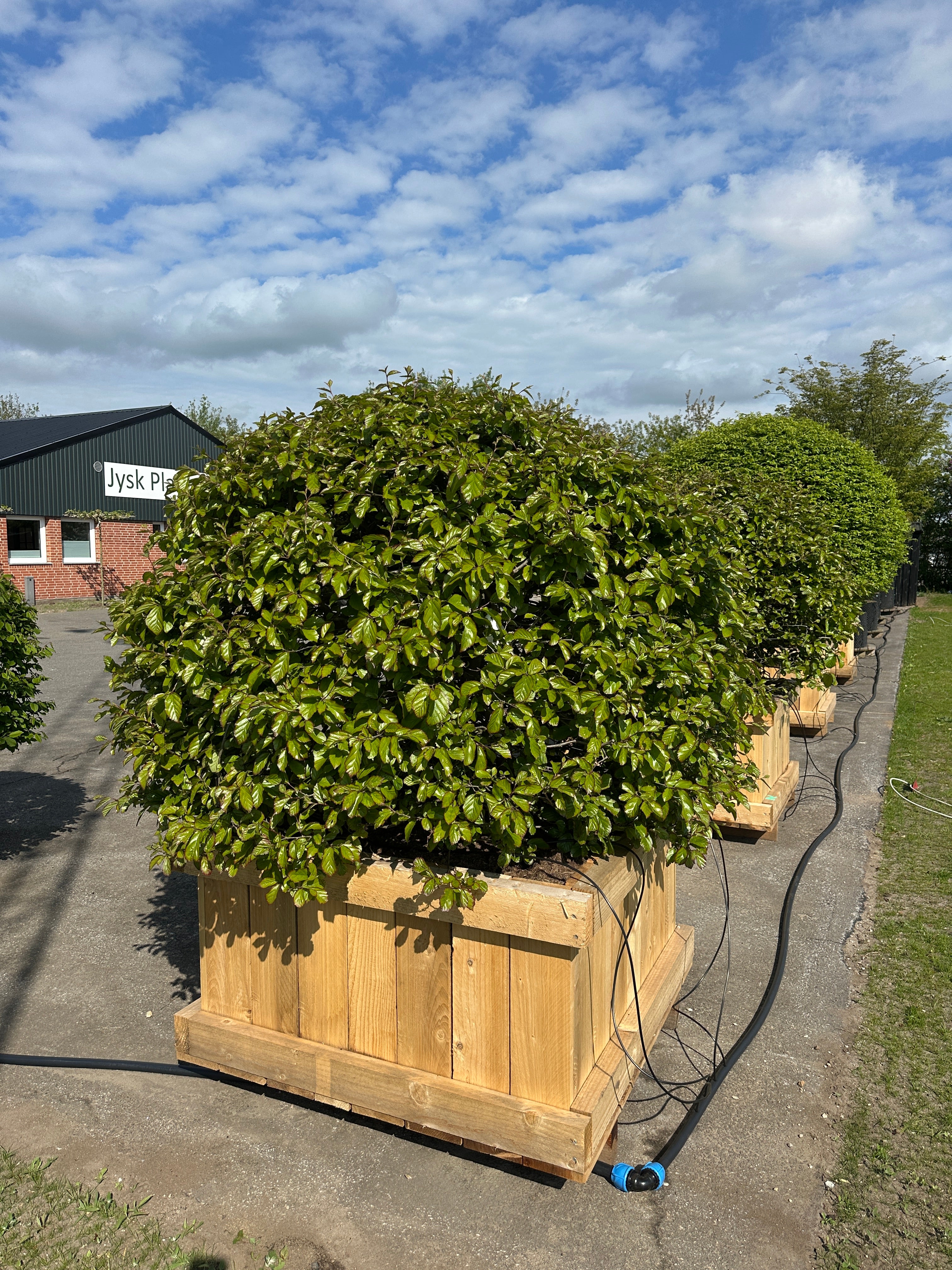 Kugleformet papegøjetræ, Parrotia persica, med en tæt, rund krone af grønne blade.