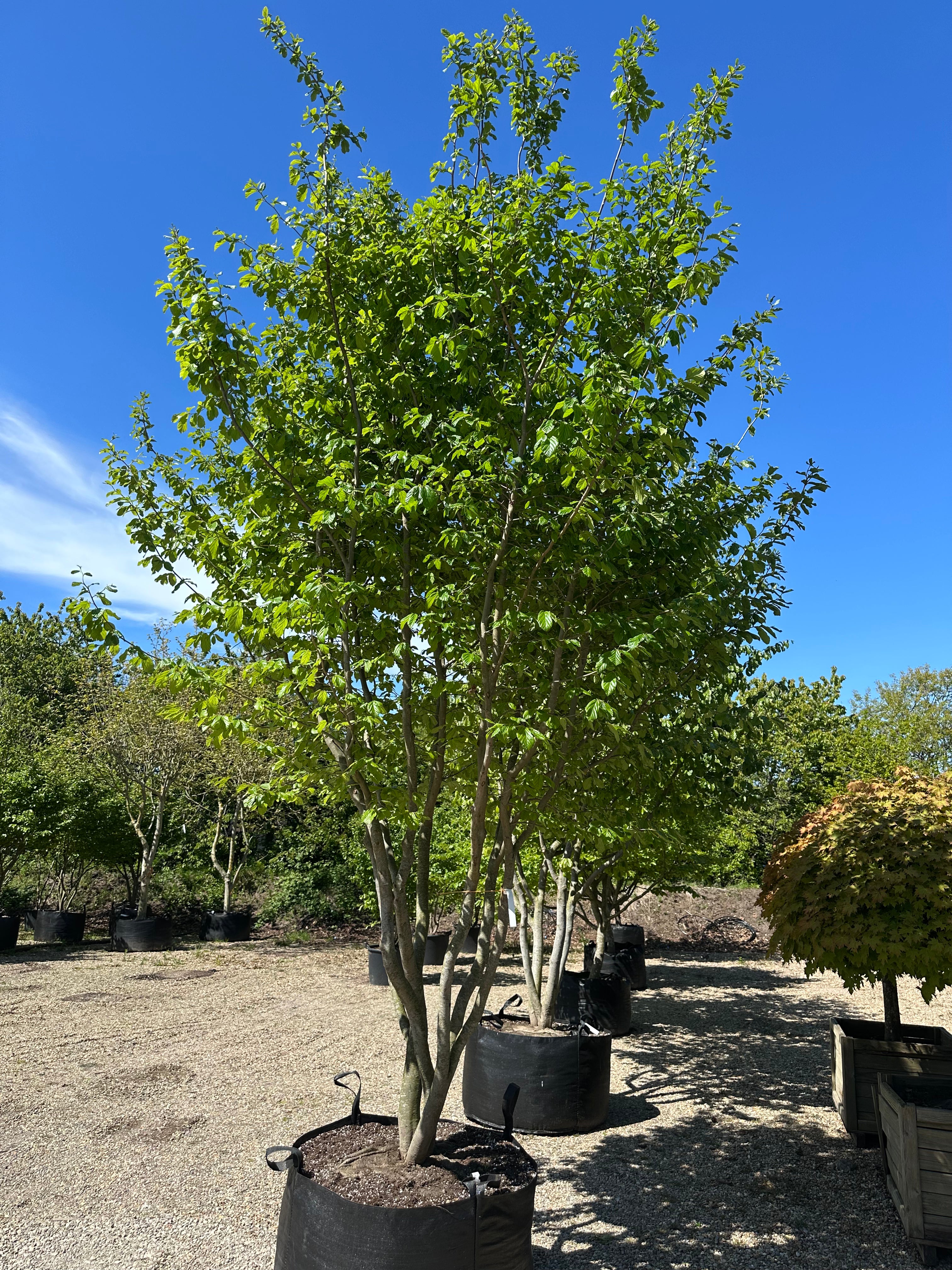Flerstammet Parrotia persica papegøjetræ med en tæt, bred krone af mørkegrønne sommerblade.