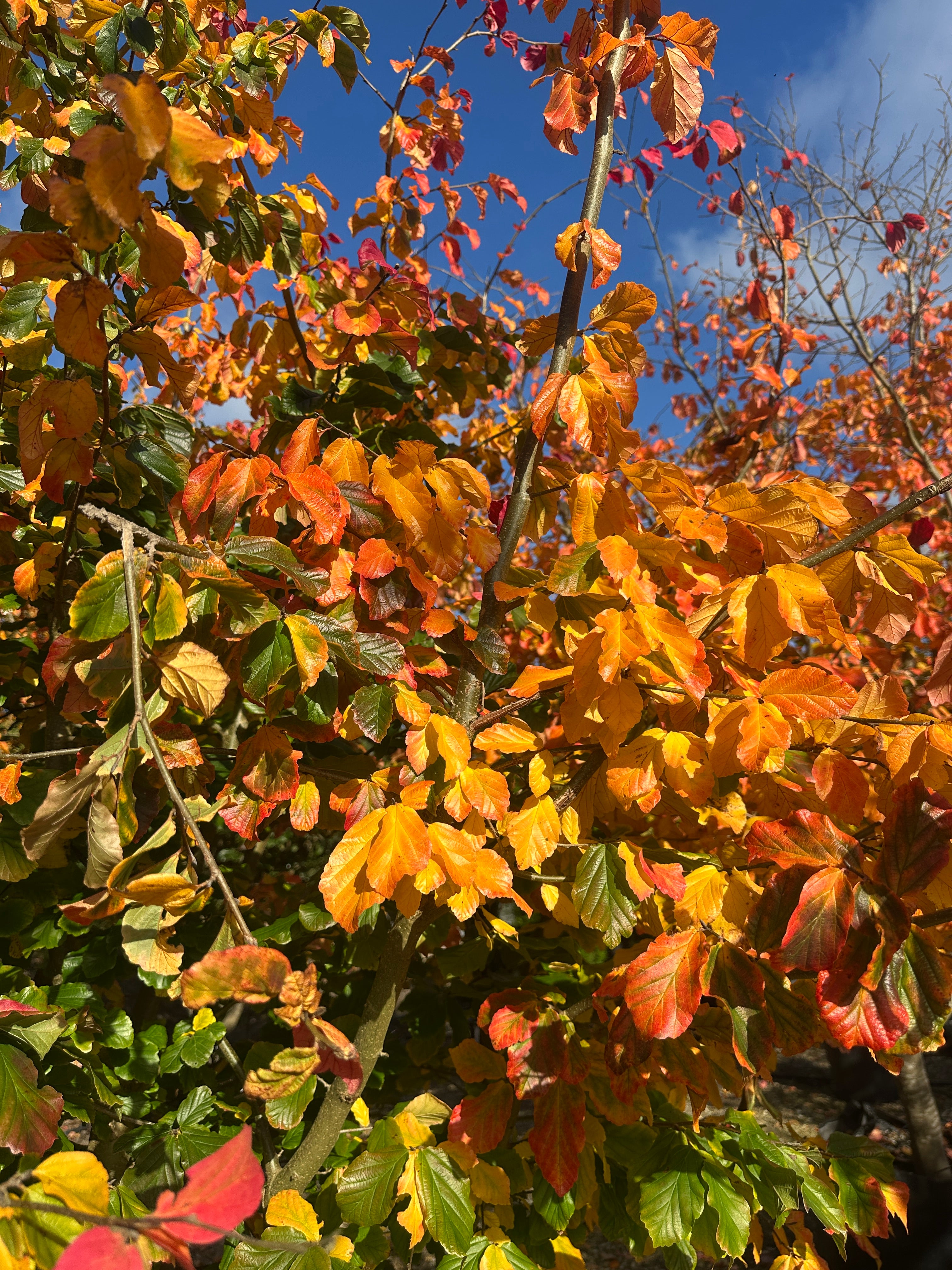 farvestrålende og holdbare rød-orange efterårsnuancer på et flerstammet Parrotia persica.