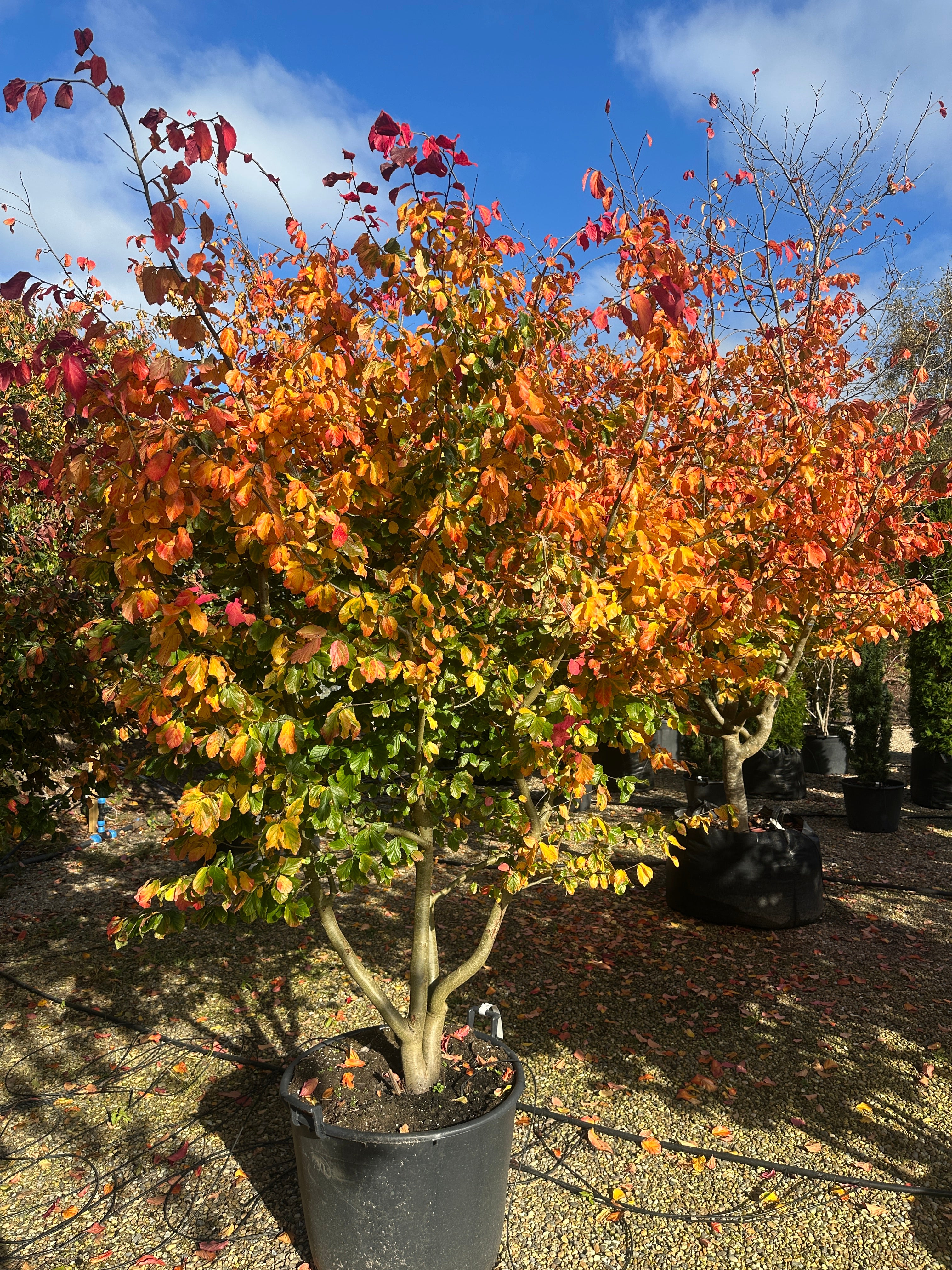 farvestrålende og holdbare rød-orange efterårsnuancer på et flerstammet Parrotia persica.