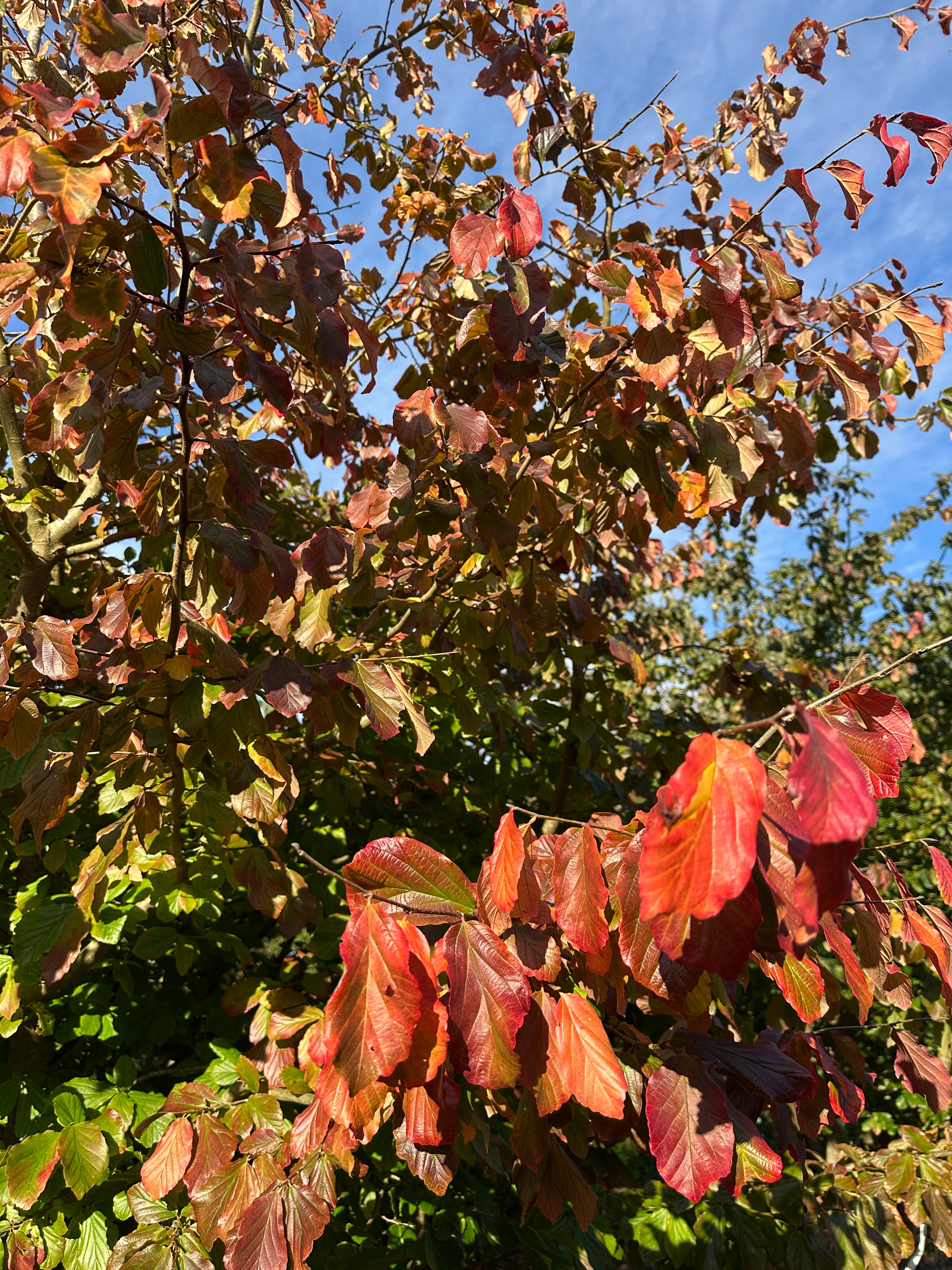 Ovale blade på et skulpturelt papegøjetræ, Parrotia persica, der viser de intense, flammende orange-røde efterårsblade og deres bølgede kanter helt tæt på.