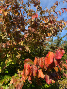 Ovale blade på et skulpturelt papegøjetræ, Parrotia persica, der viser de intense, flammende orange-røde efterårsblade og deres bølgede kanter helt tæt på.