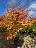 Et skulpturelt papegøjetræ, Parrotia persica, hvor de kunstneriske grene bærer en tæt og overvældende krone af hele træet i orange efterårsfarver.
